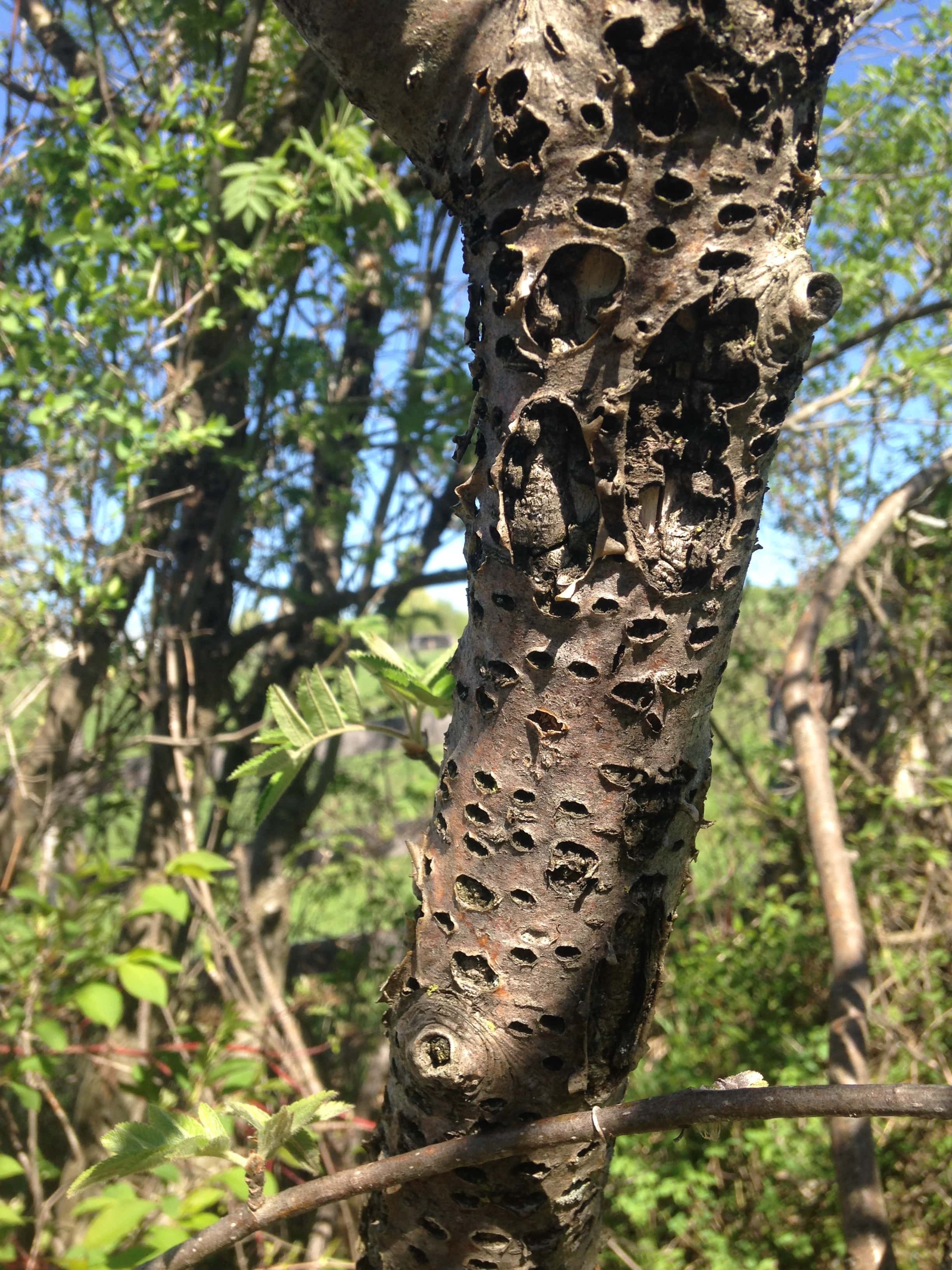 Foraging and Using Birch: Bark, Leaves, & Sap