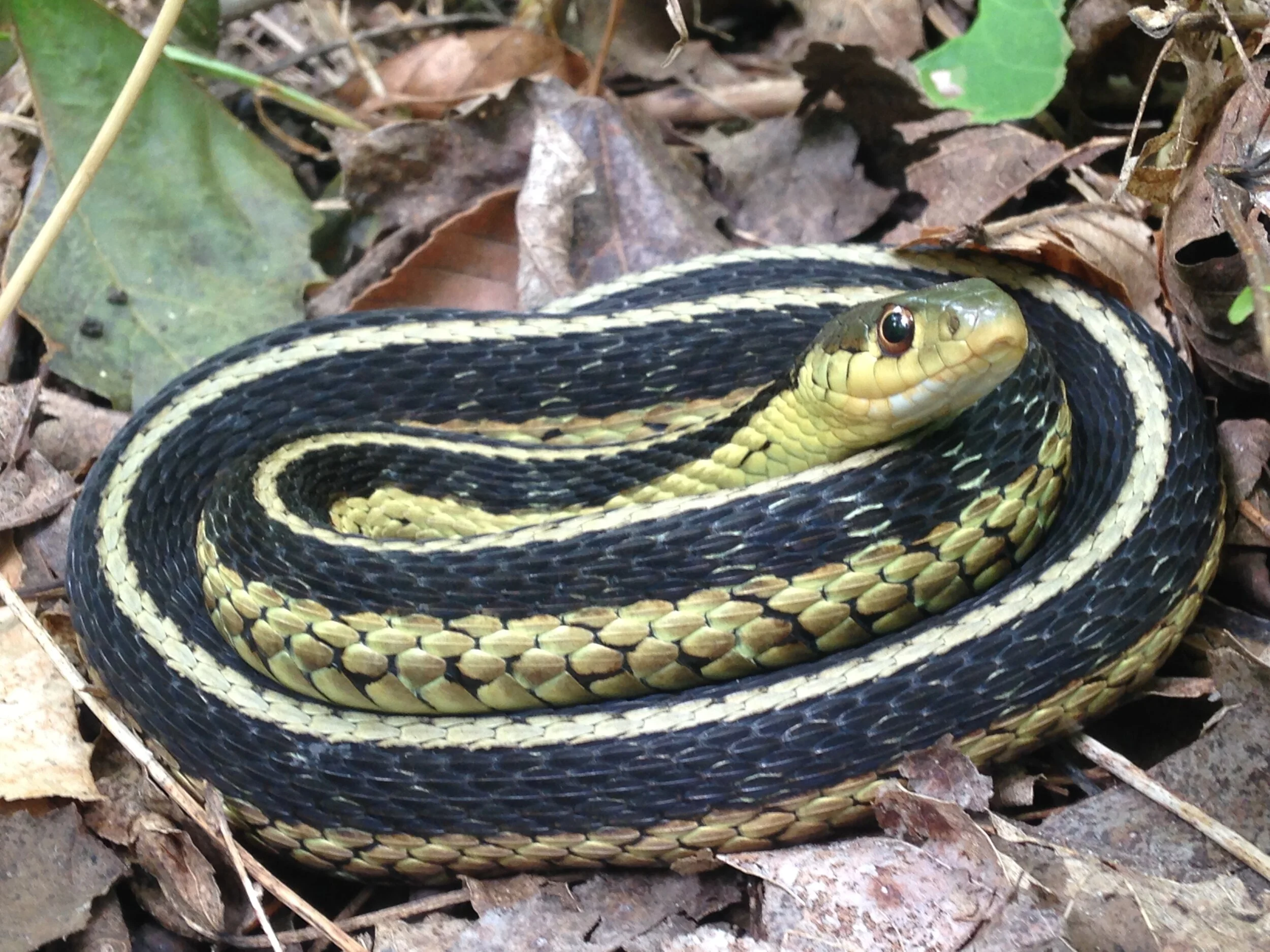 Ep. 136 : Storytelling for snakes