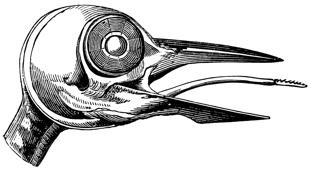 woodpecker skull.gif