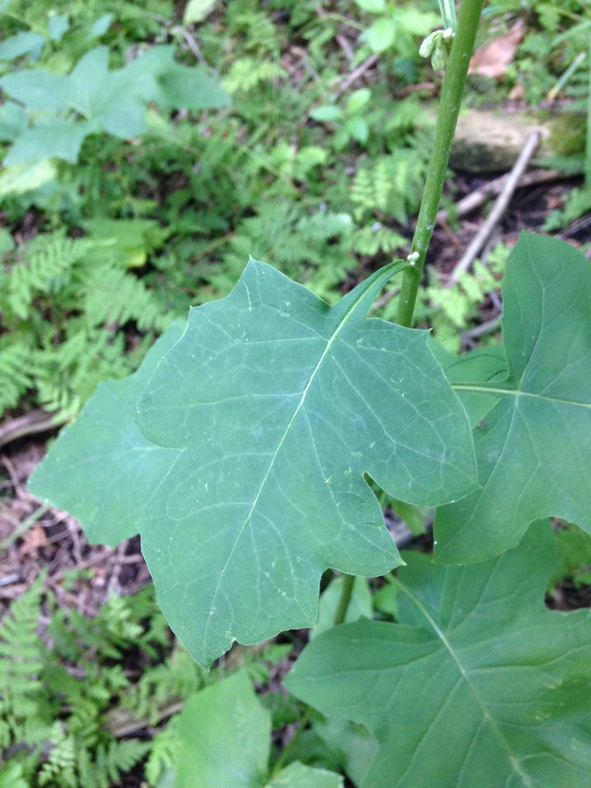 Whiterattlesnake root, Prenanthes alba, by Eramosa at back of school, past railroad ridge, 07.08 2020 (10).JPG