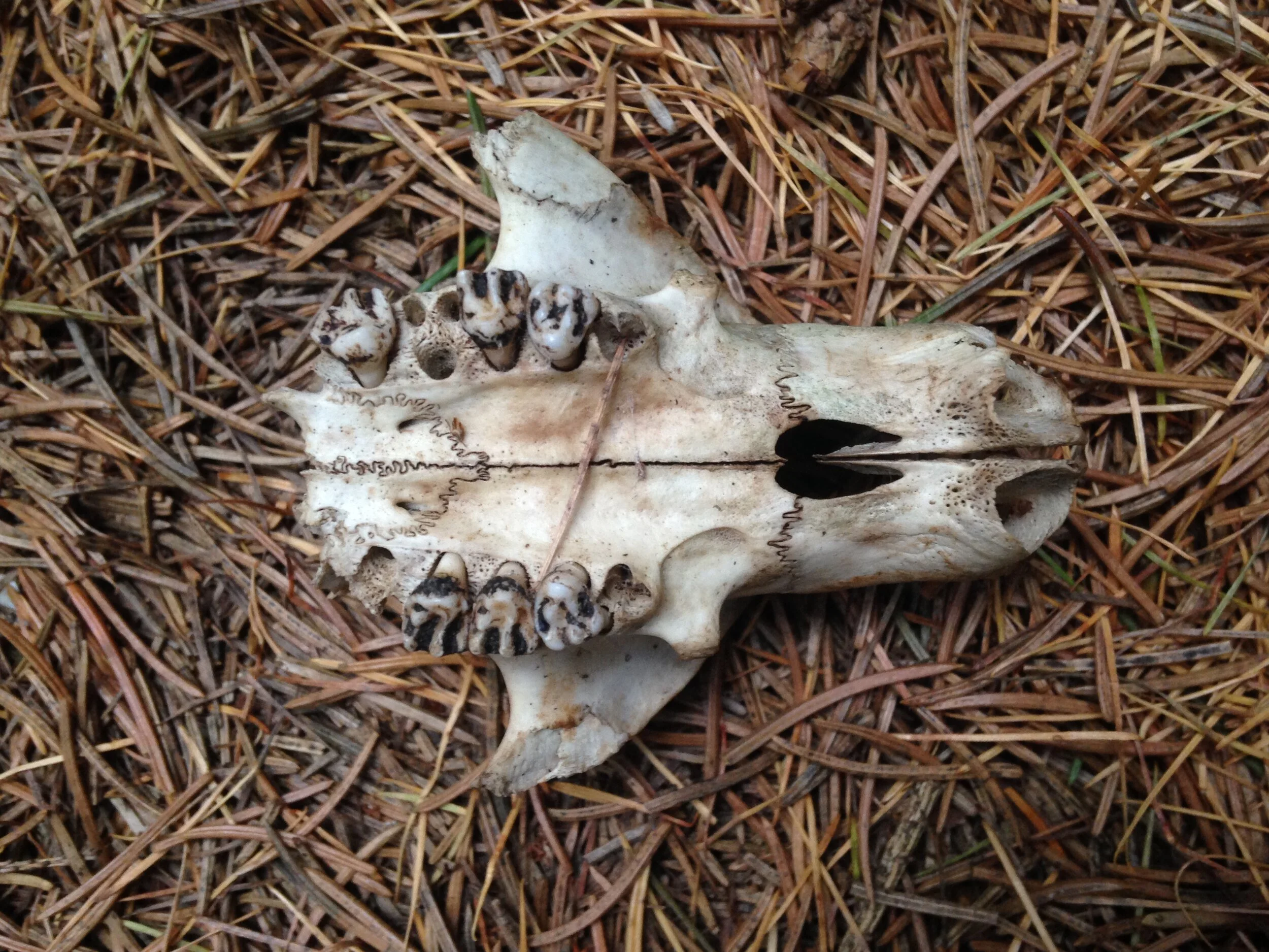 Exploring the Eramosa River Valley, Nov. 21, 2020