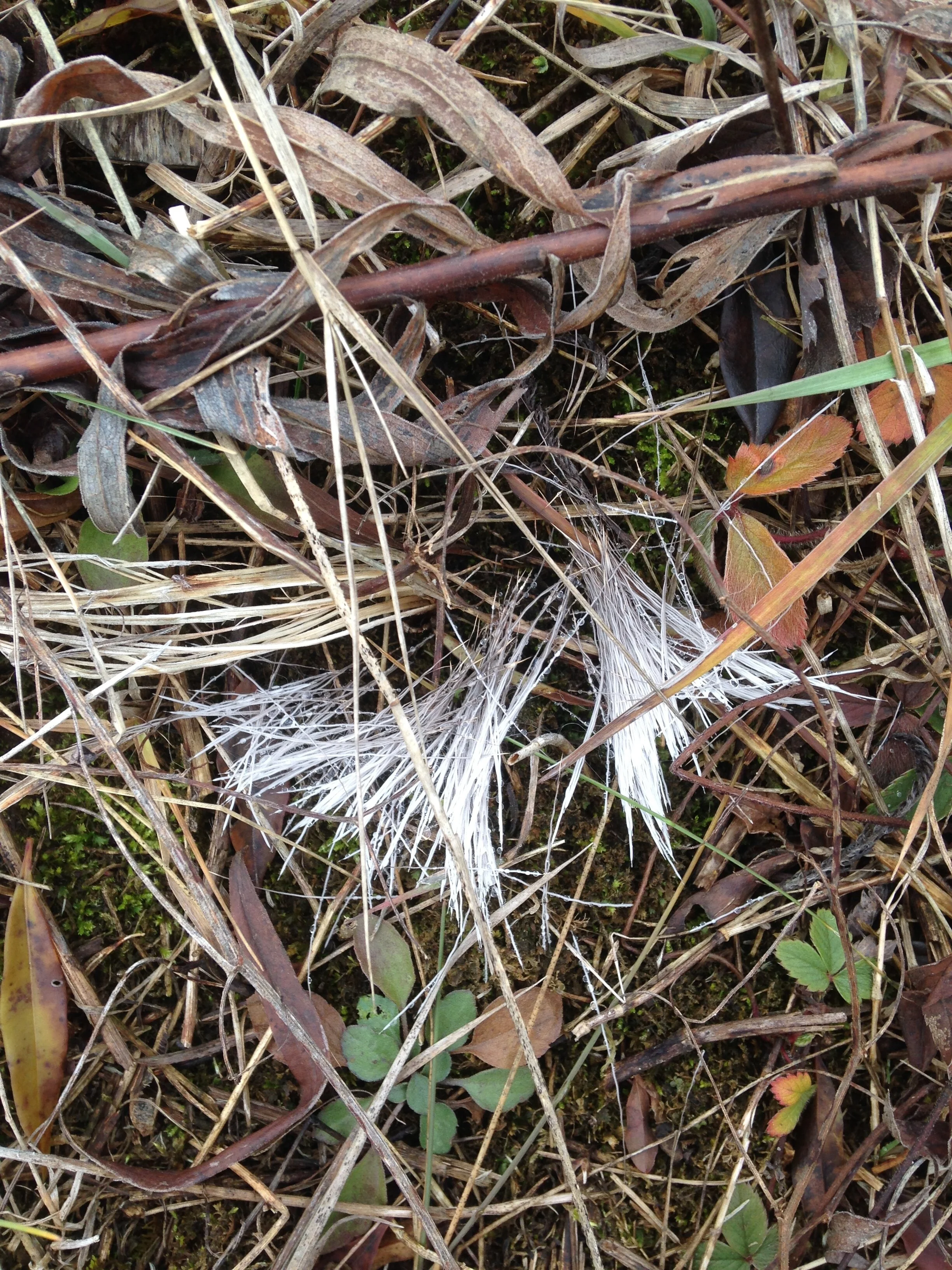 White-Tailed Deer hair