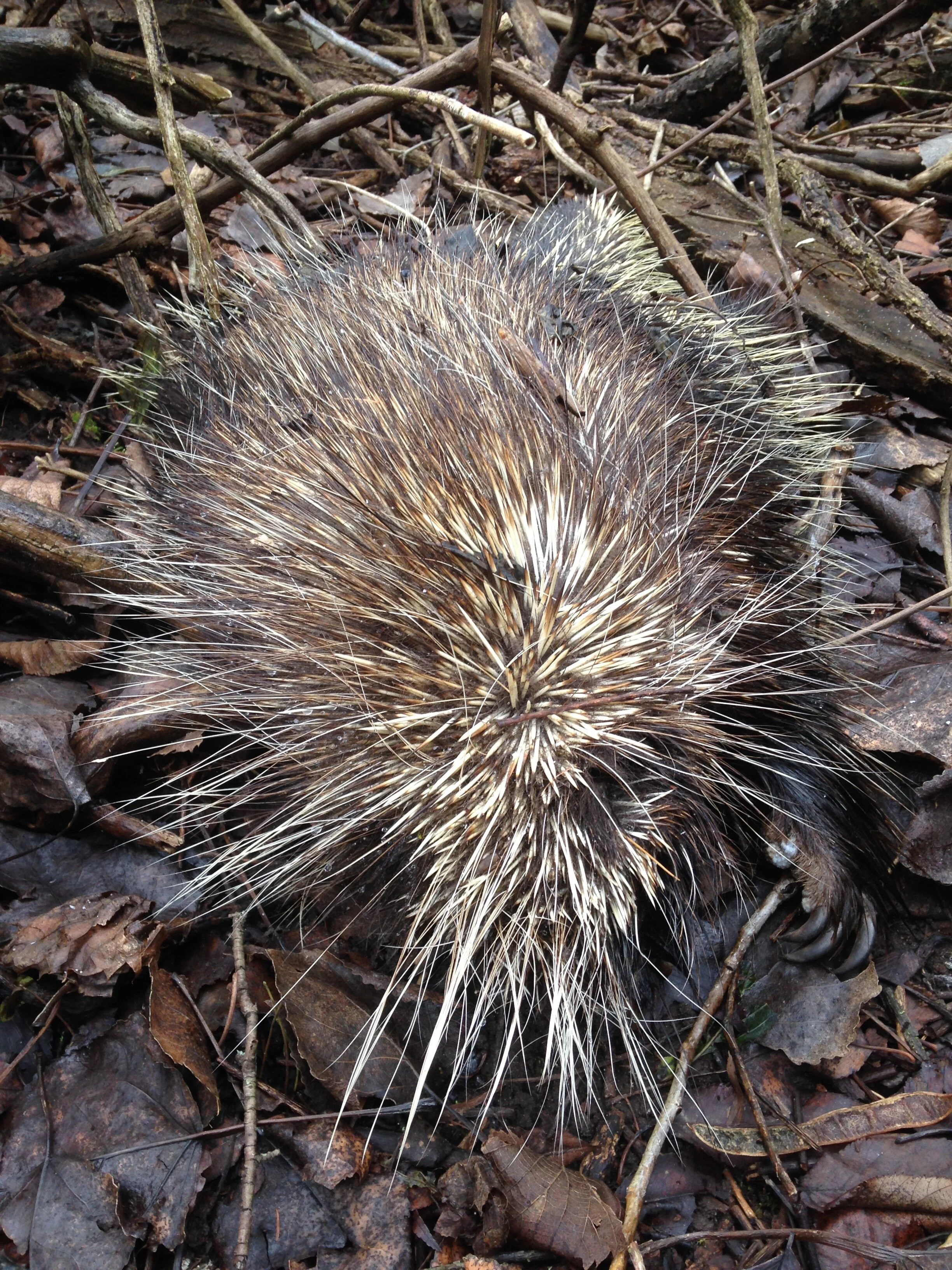 Dead Porcupine (Erethizon dorsatum), fell from a falling tree?