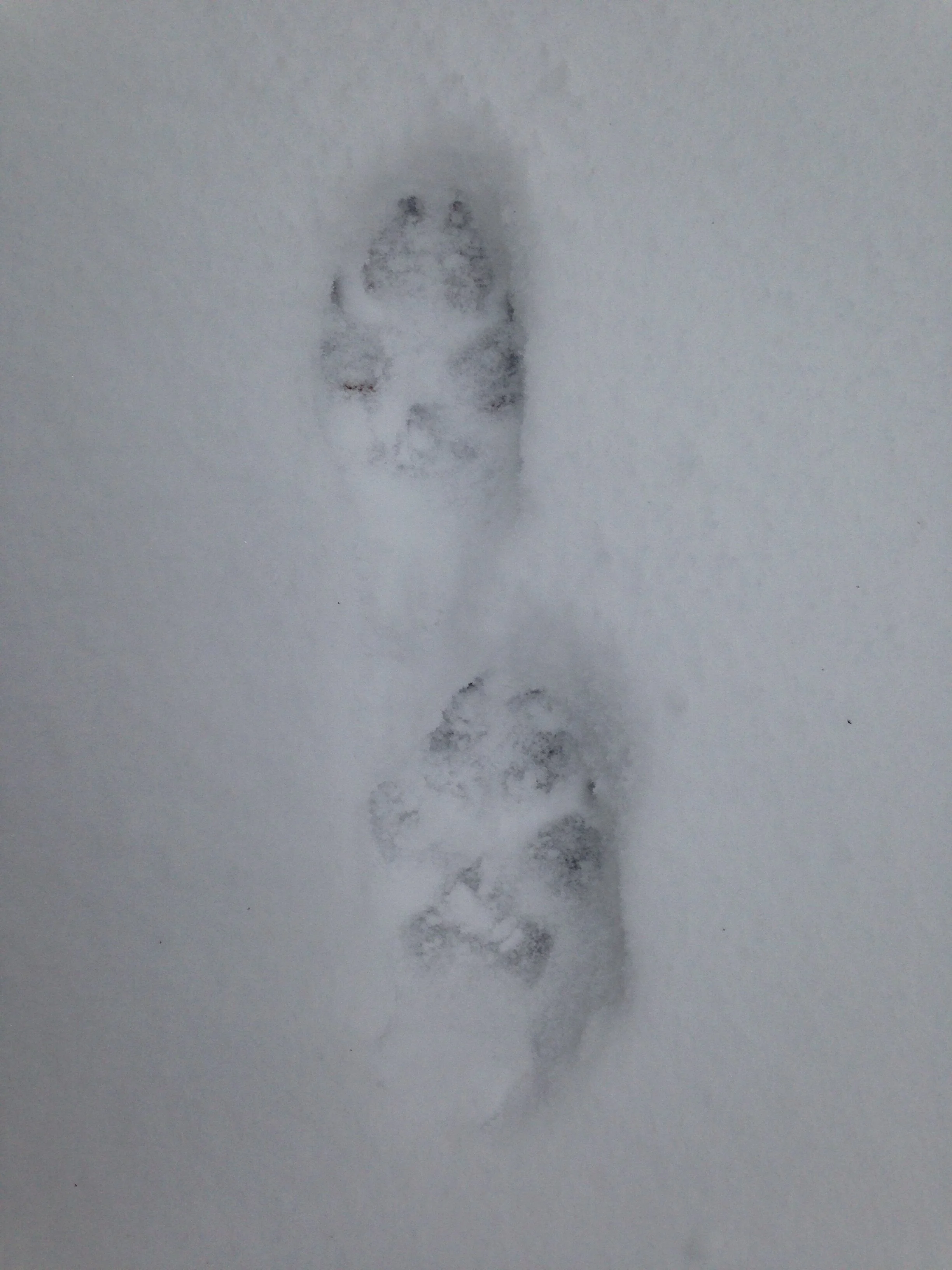 Group of hind and front Coyote tracks