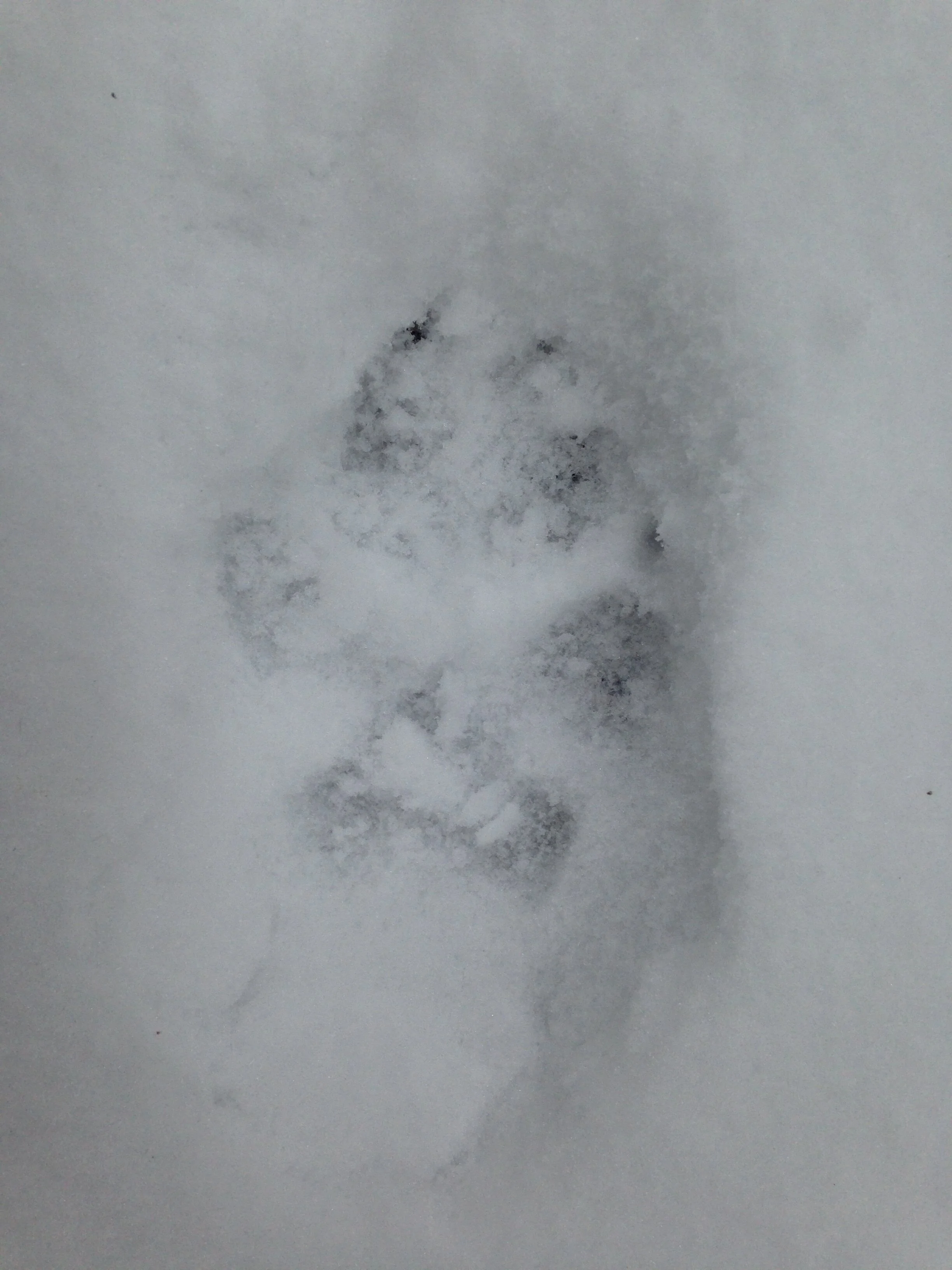 Front, even though it appears behind the hind in the group