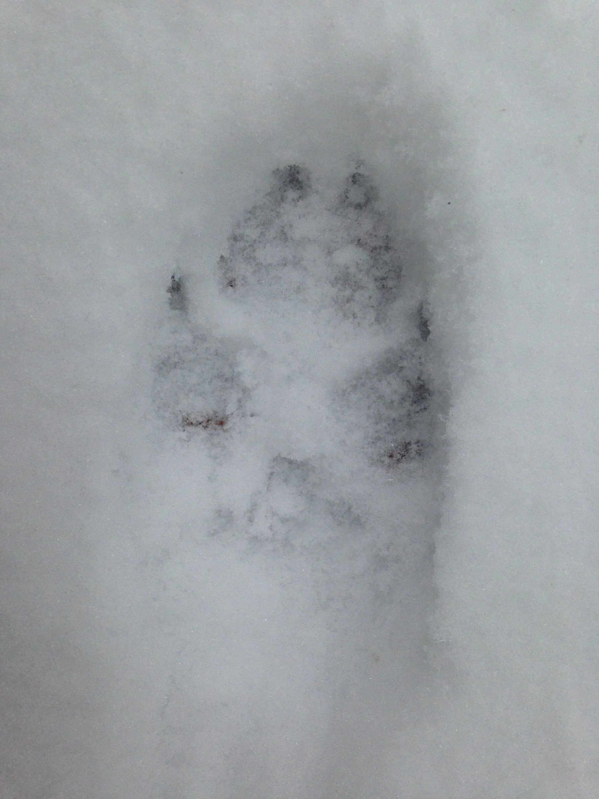 Hind track, even though it appears ahead in the group