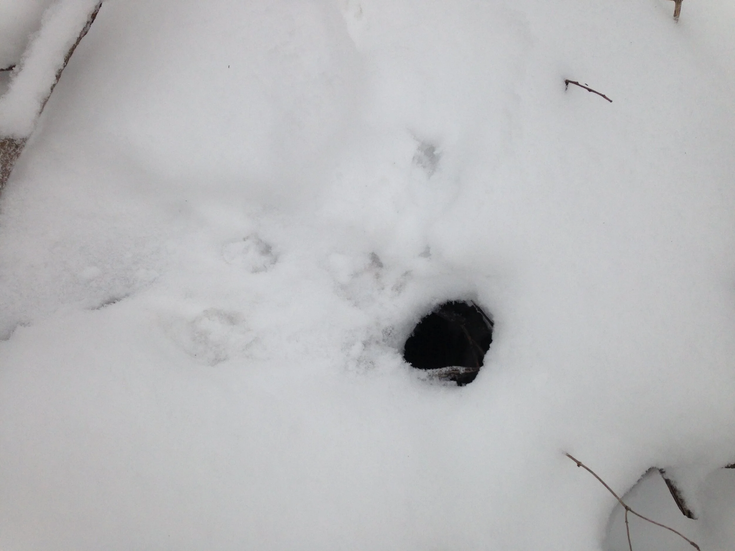 Tunnel descending below the Willow into the river.