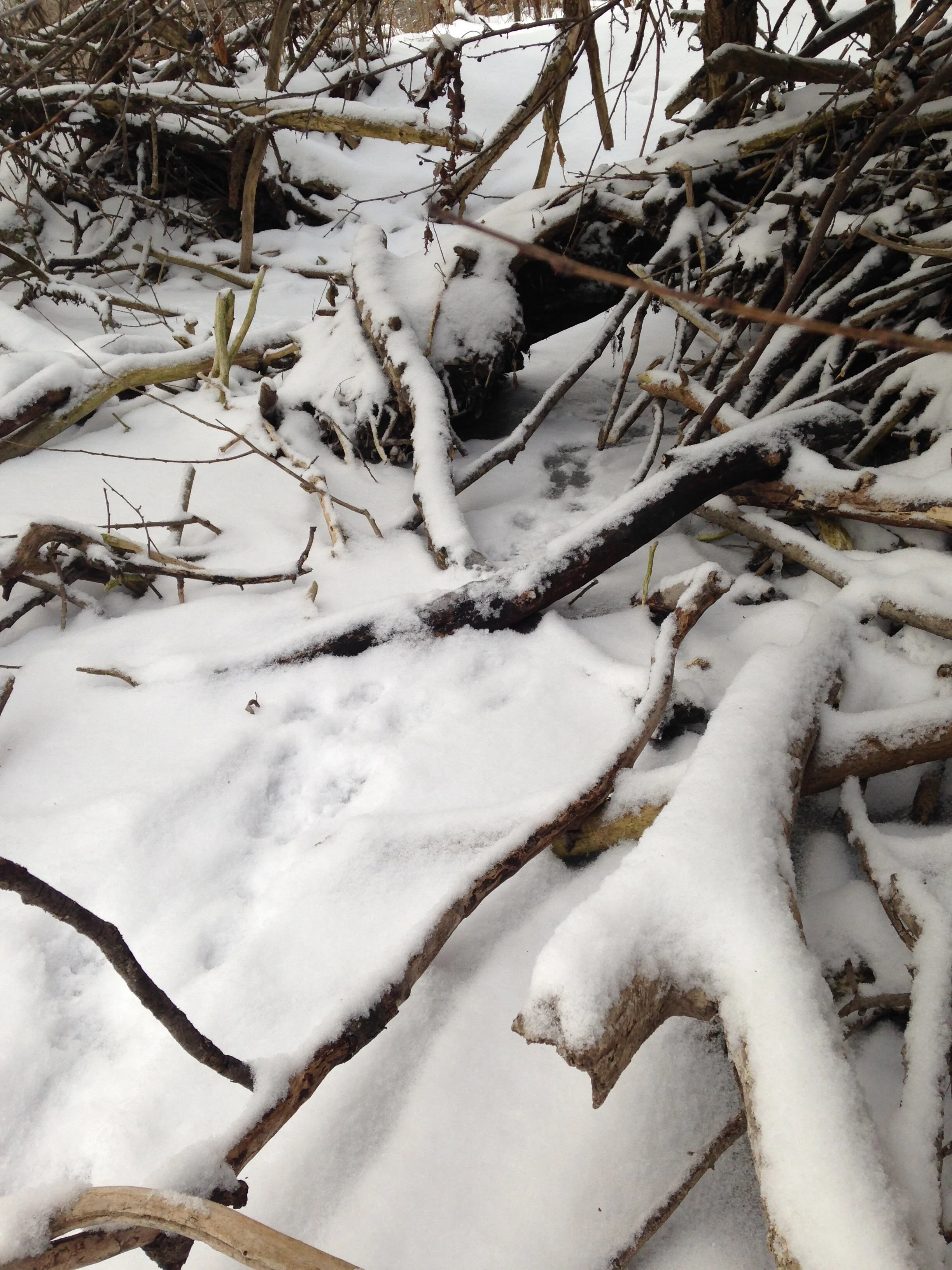 3. Another tangle of roots