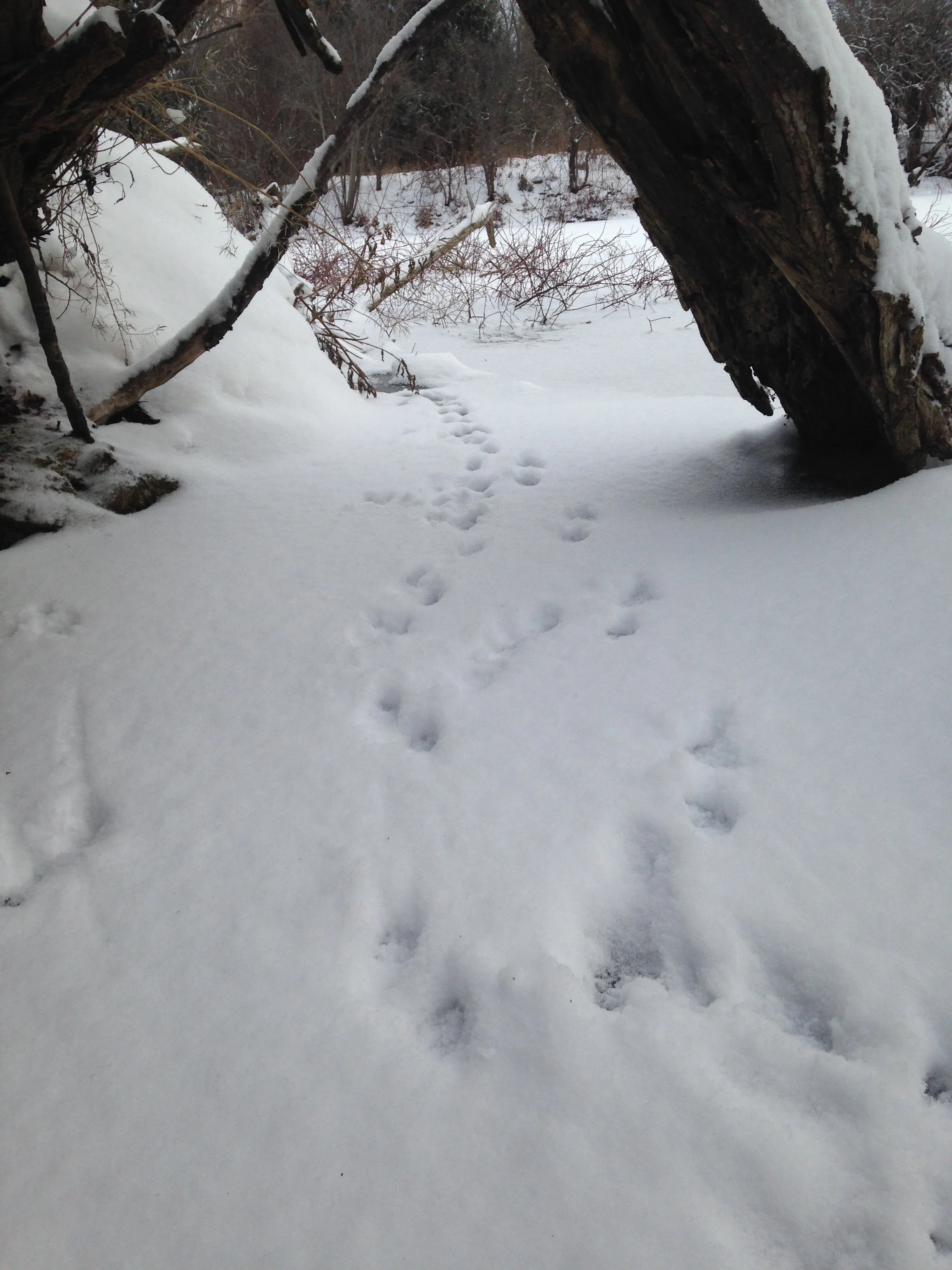 2. Under the roots of the Willow