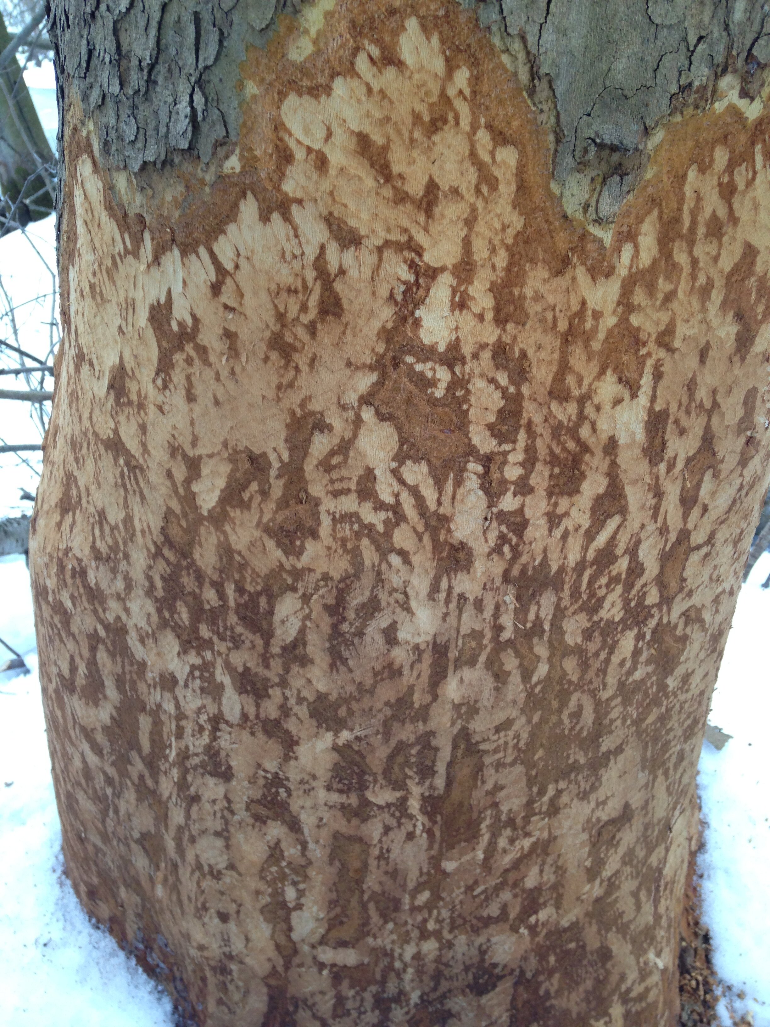 Incisor marks on the bottom of a Sycamore