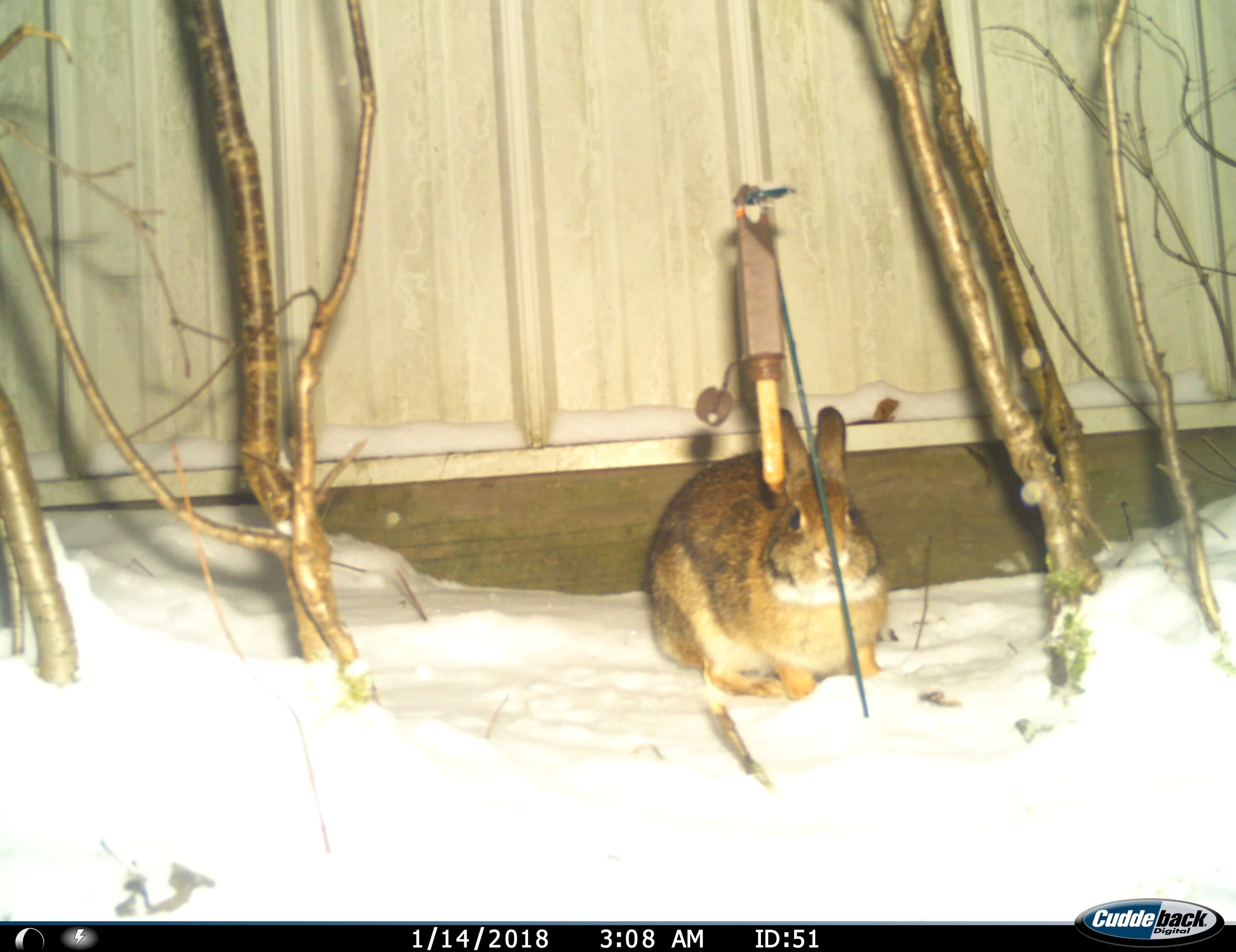 Eastern Cottontail (Sylvilagus floridanus) image from study provided by Jeremy Pustilnik