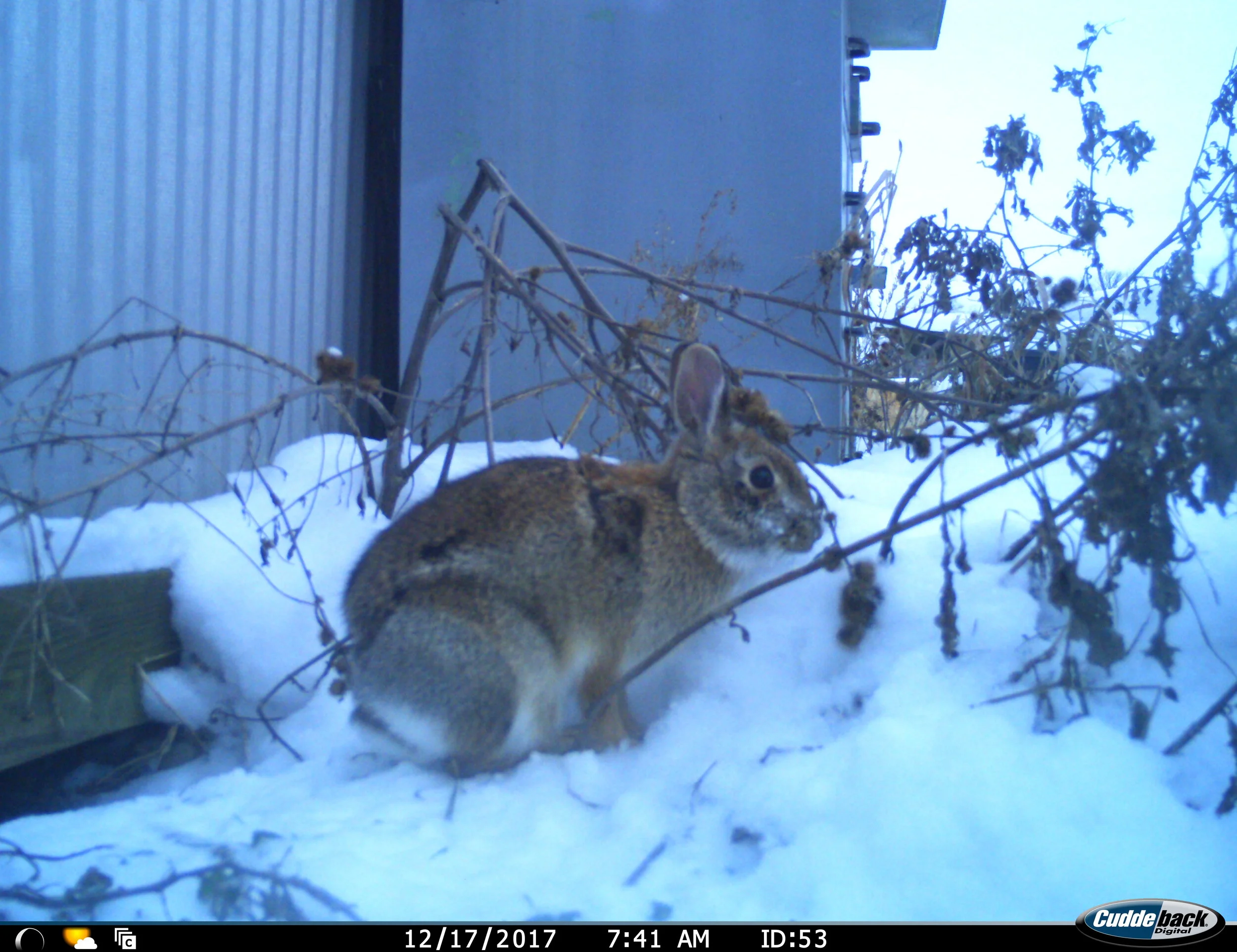 Eastern Cottontail (Sylvilagus floridanus) image from study provided by Jeremy Pustilnik