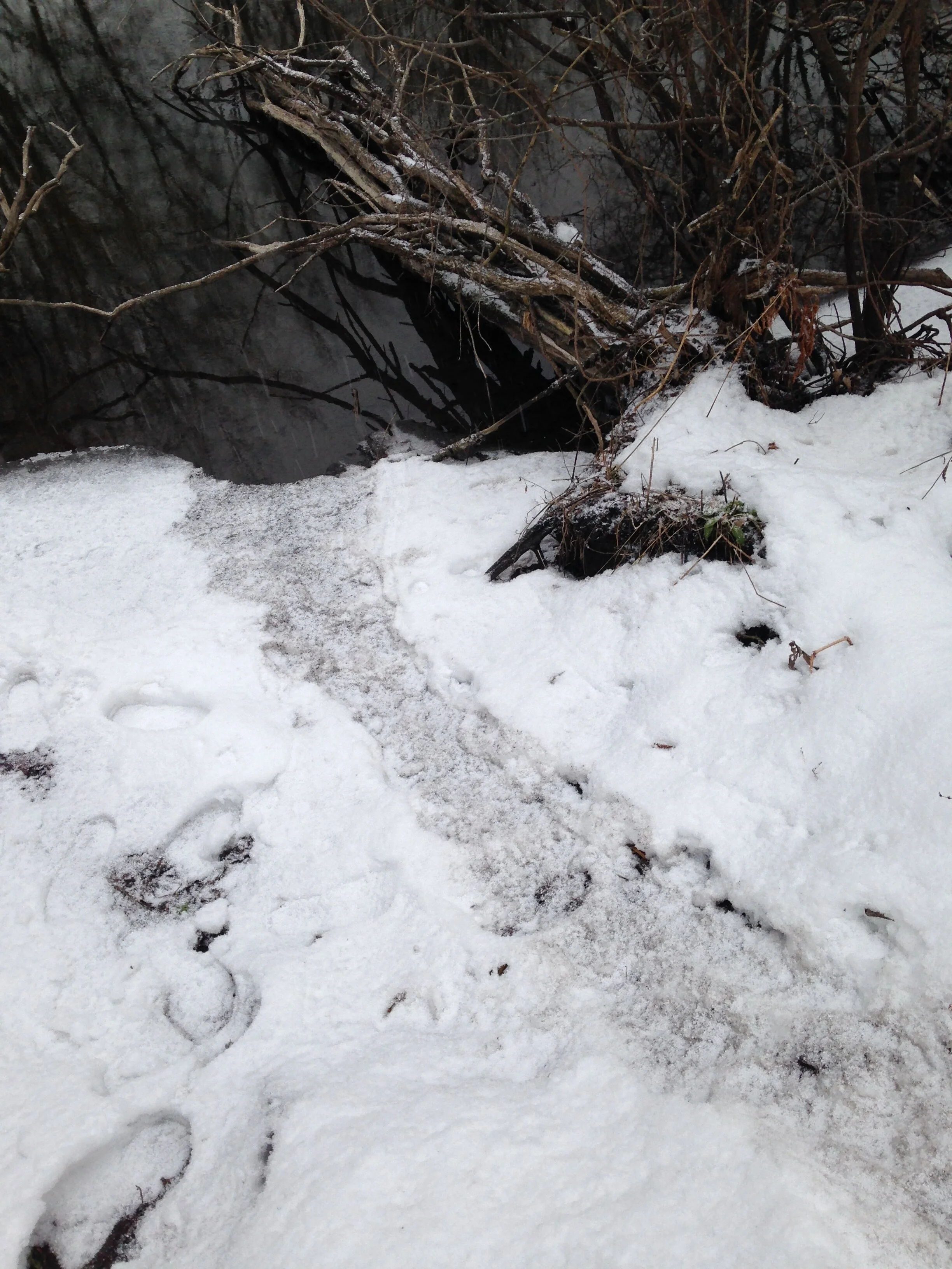 Beaver trail up from the Eramosa River. 