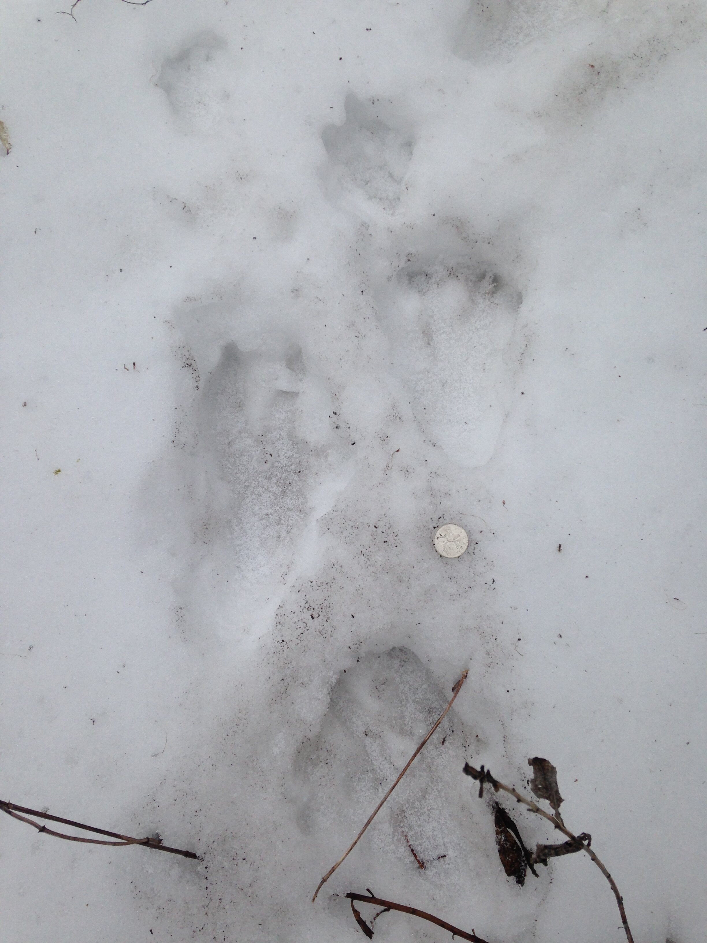 Beaver tracks