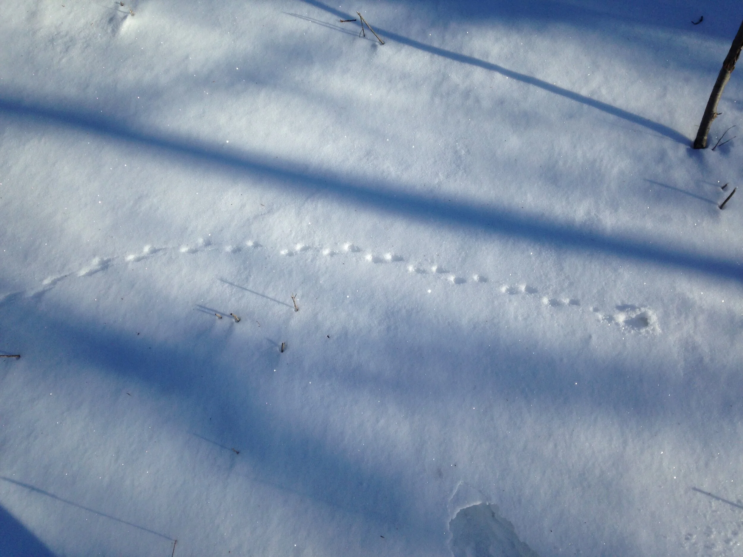 Meadow Vole trail emerging from the snow.