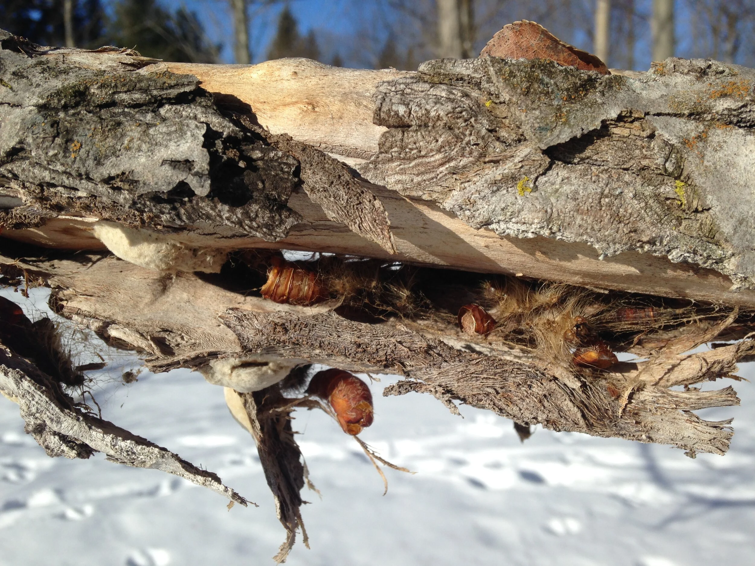 A number of old Gypsy Moth pupa