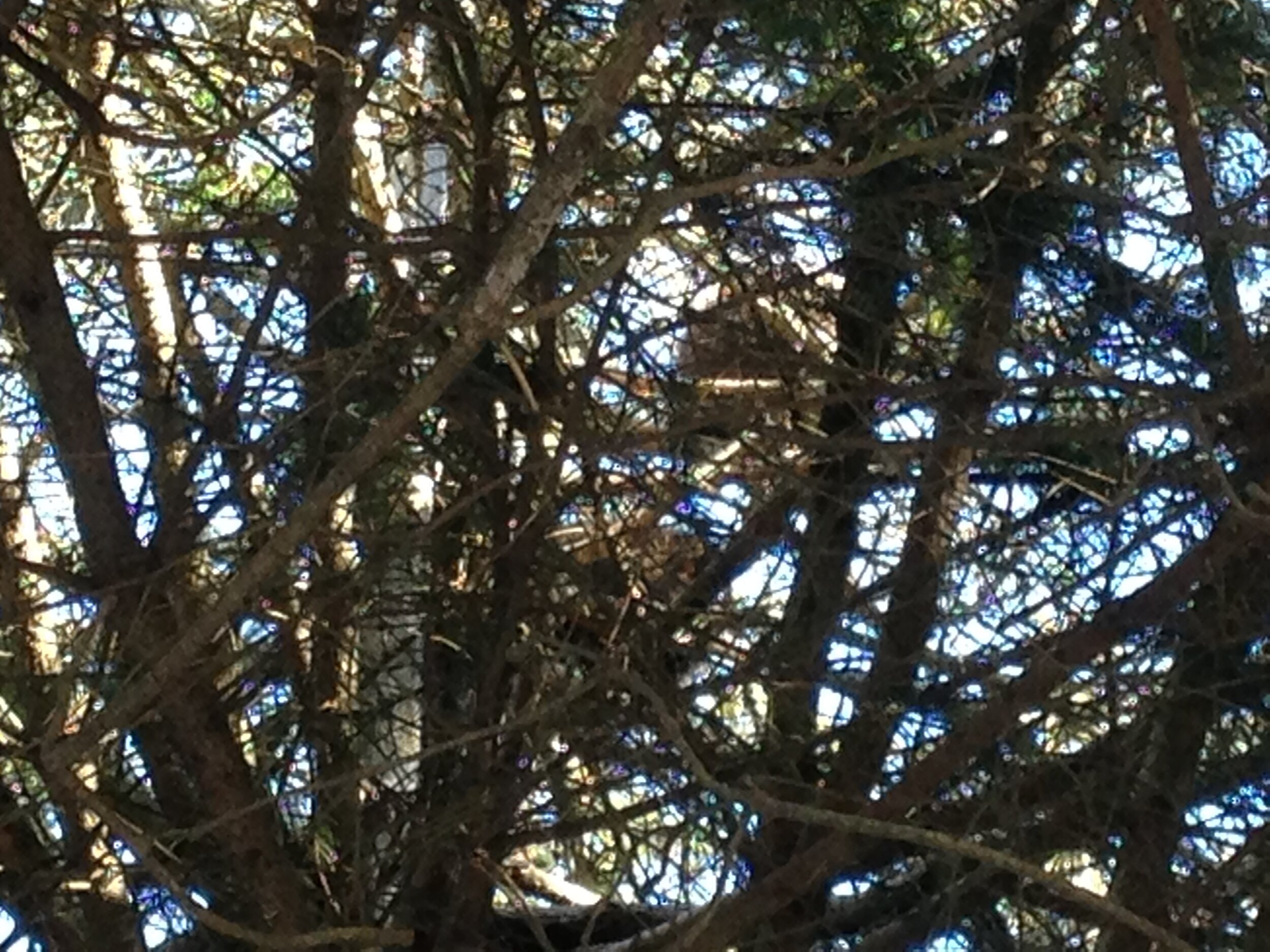 Can you see the Porcupines?