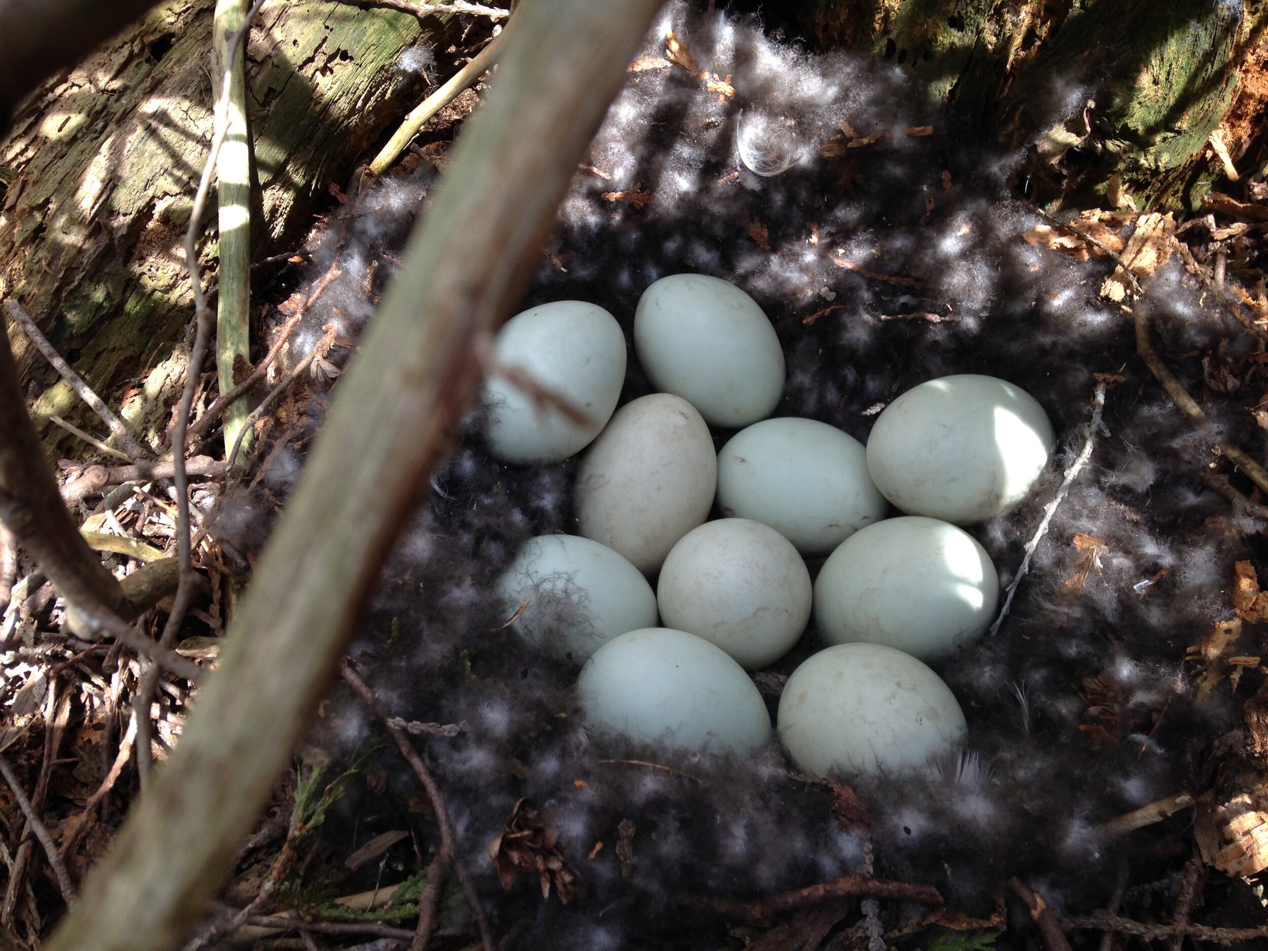 Intact nest from 27.04.2021