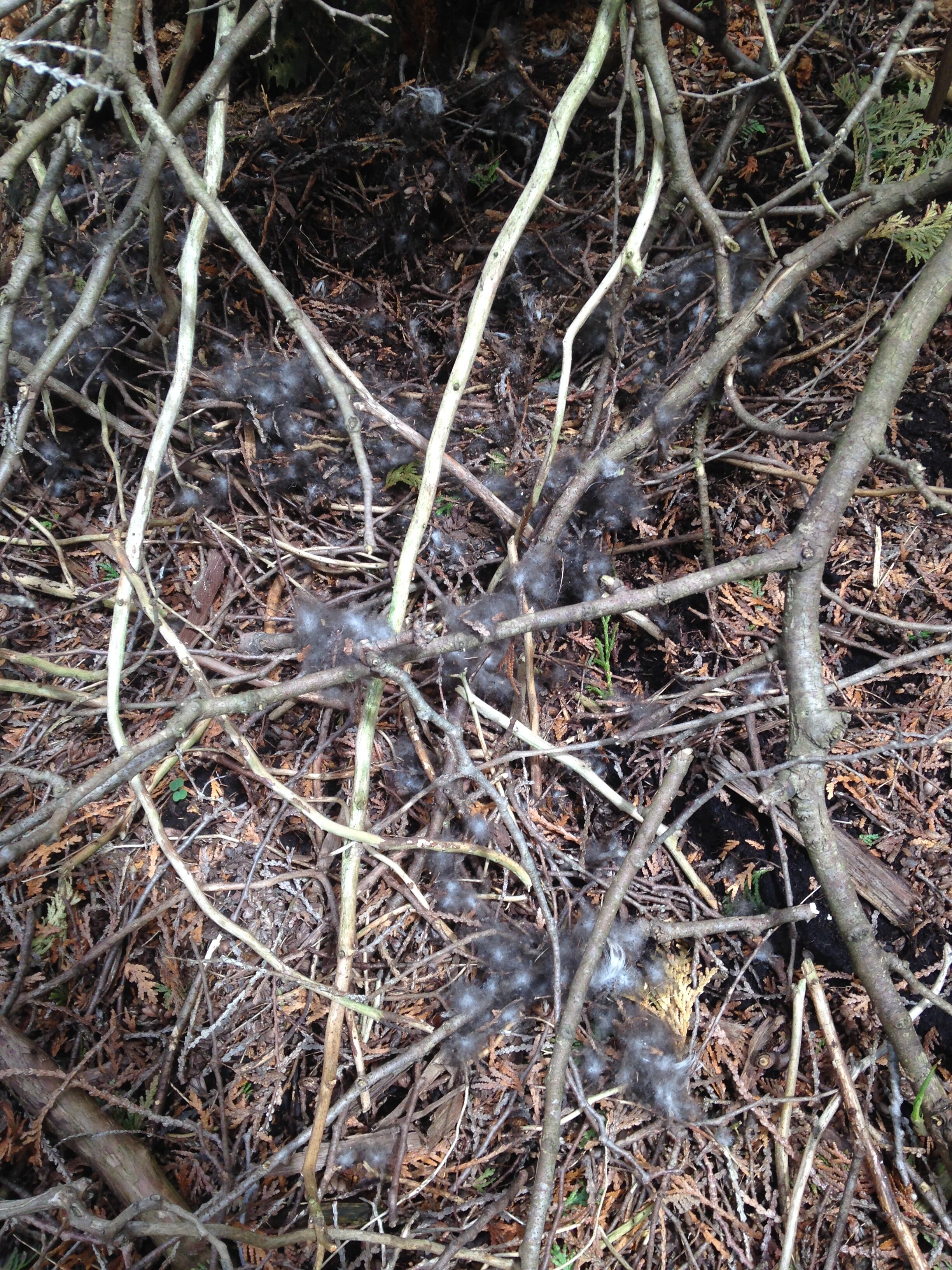 Strewn down at bottom edge of nest, 11.05.2021