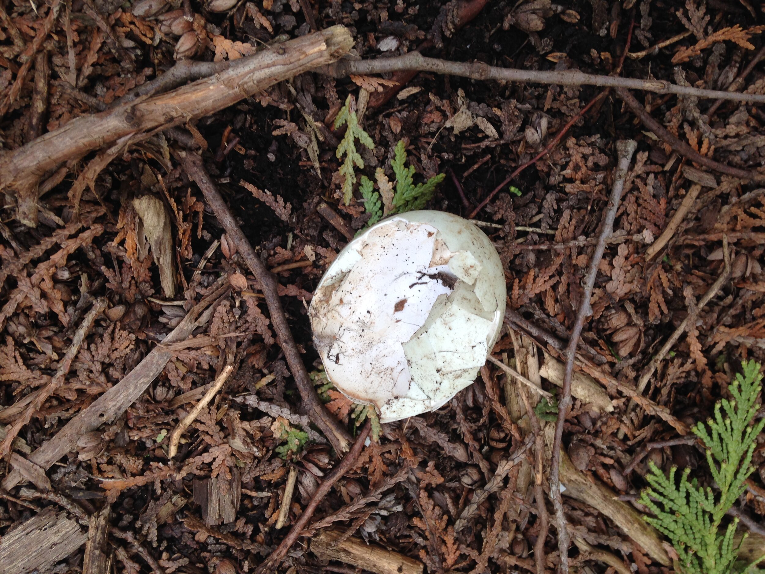 mallard nest at the school, possibly predated, 11.05.2021  (3).JPG