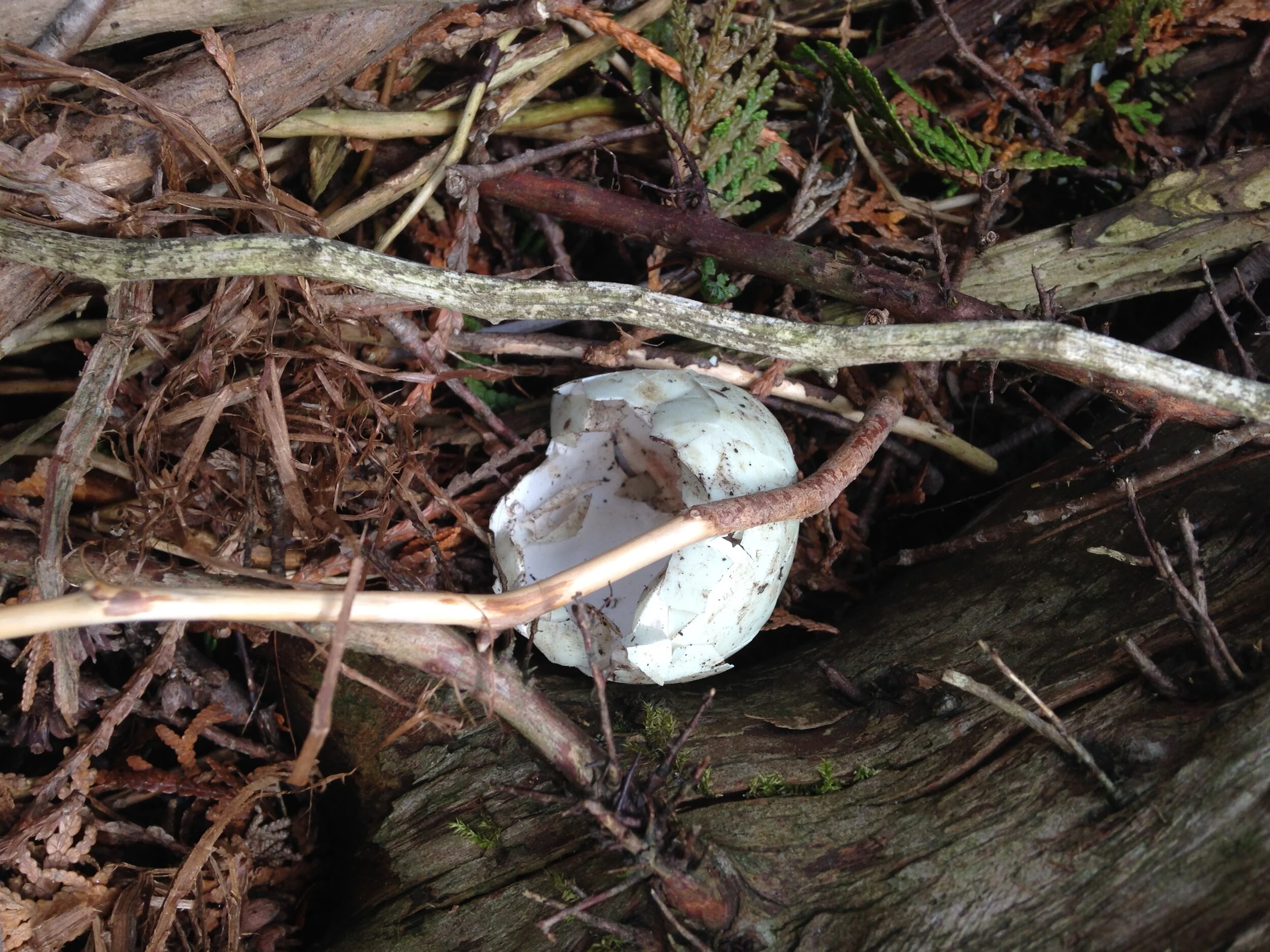 mallard nest at the school, possibly predated, 11.05.2021  (5).JPG