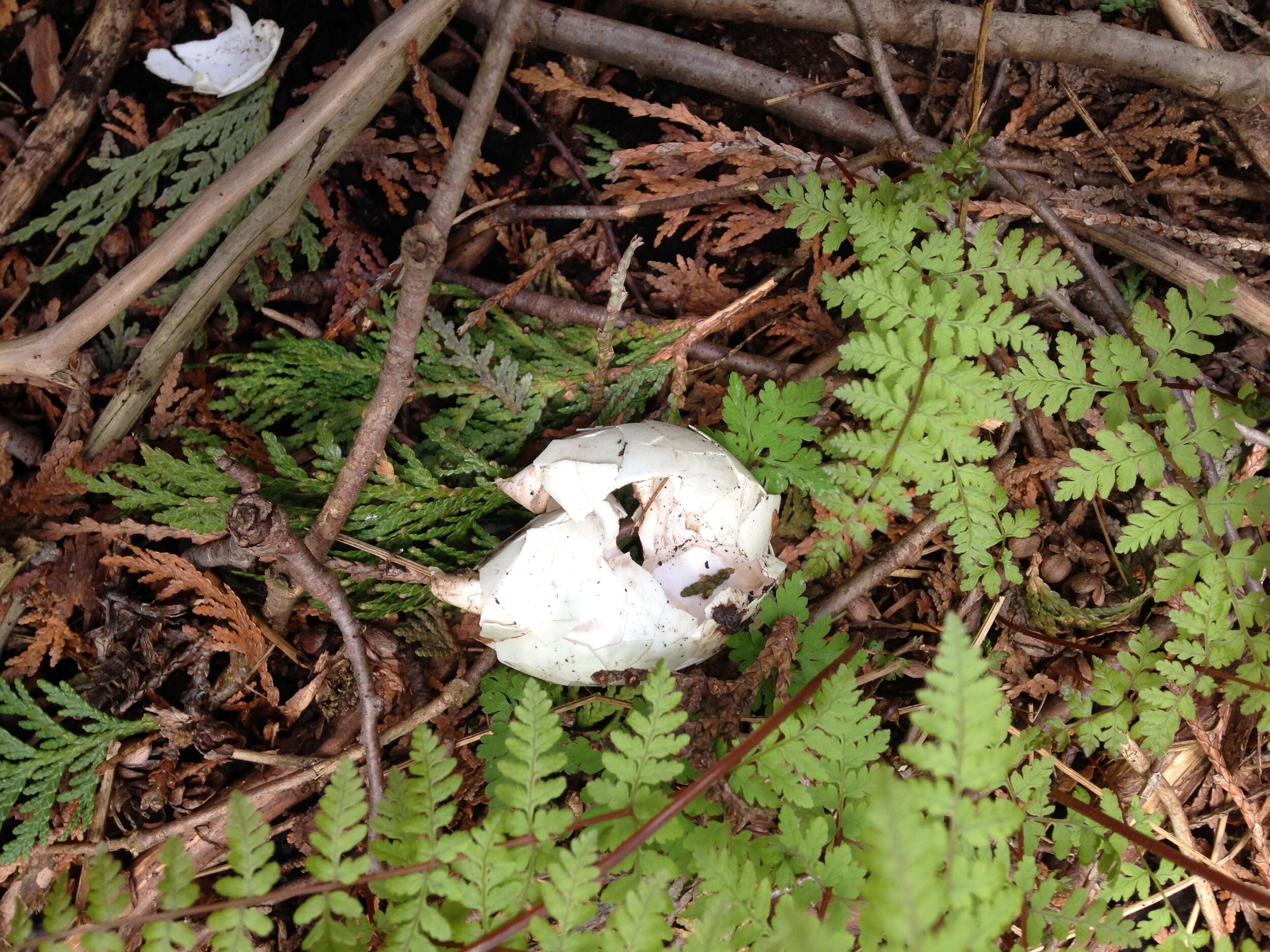 mallard nest at the school, possibly predated, 11.05.2021  (10).JPG