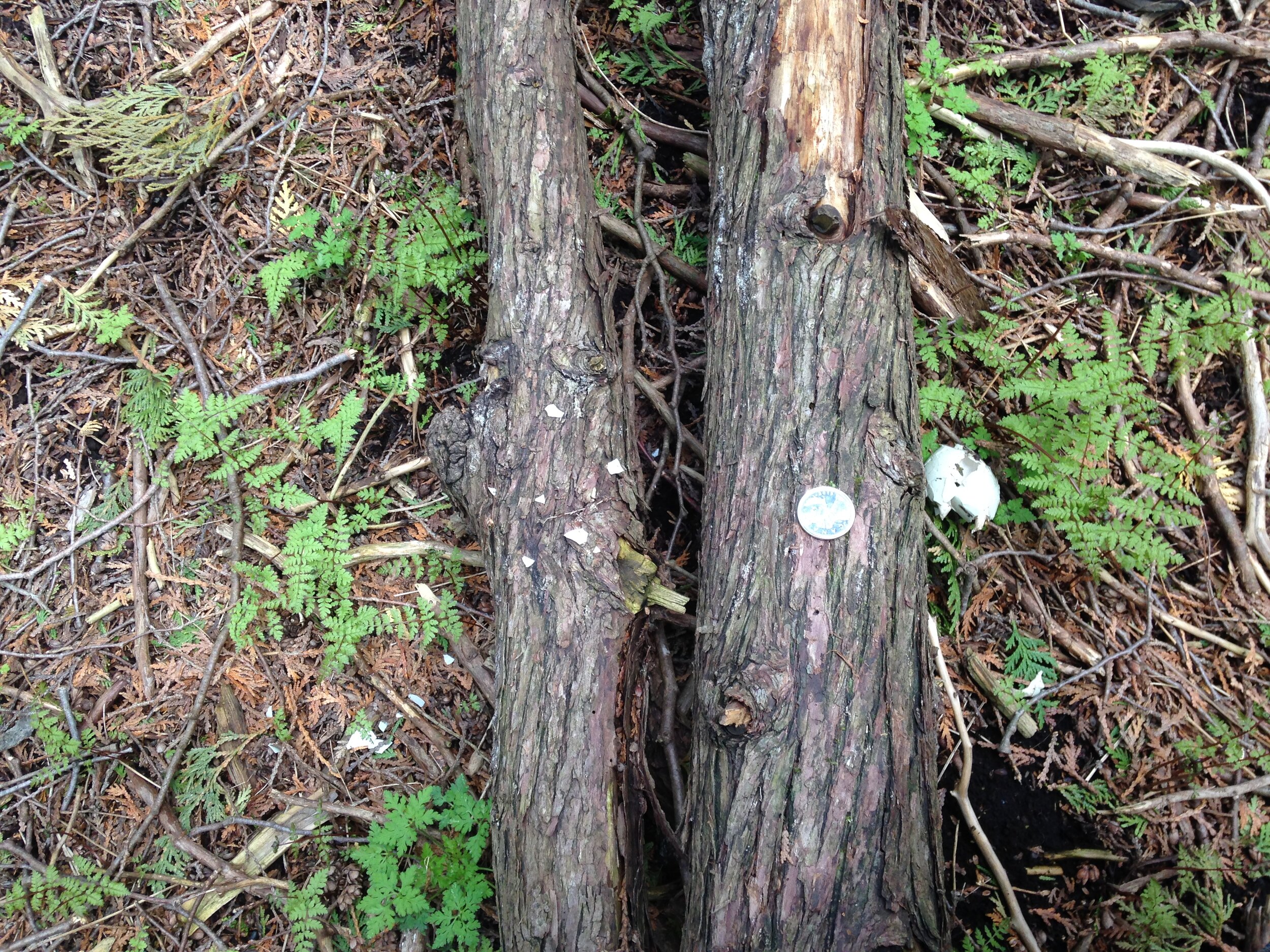 mallard nest at the school, possibly predated, 11.05.2021  (12).JPG