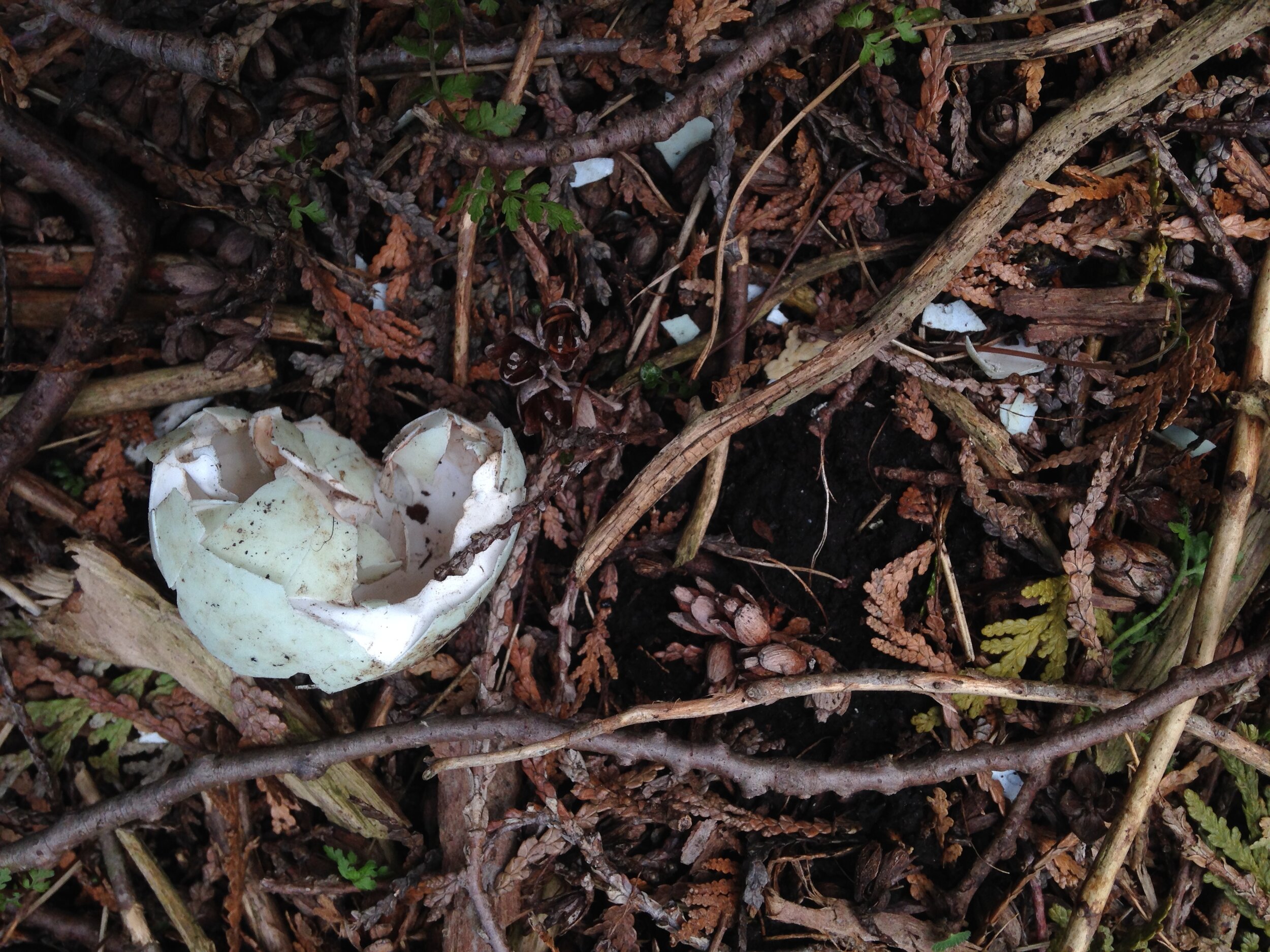 mallard nest at the school, possibly predated, 11.05.2021  (13).JPG