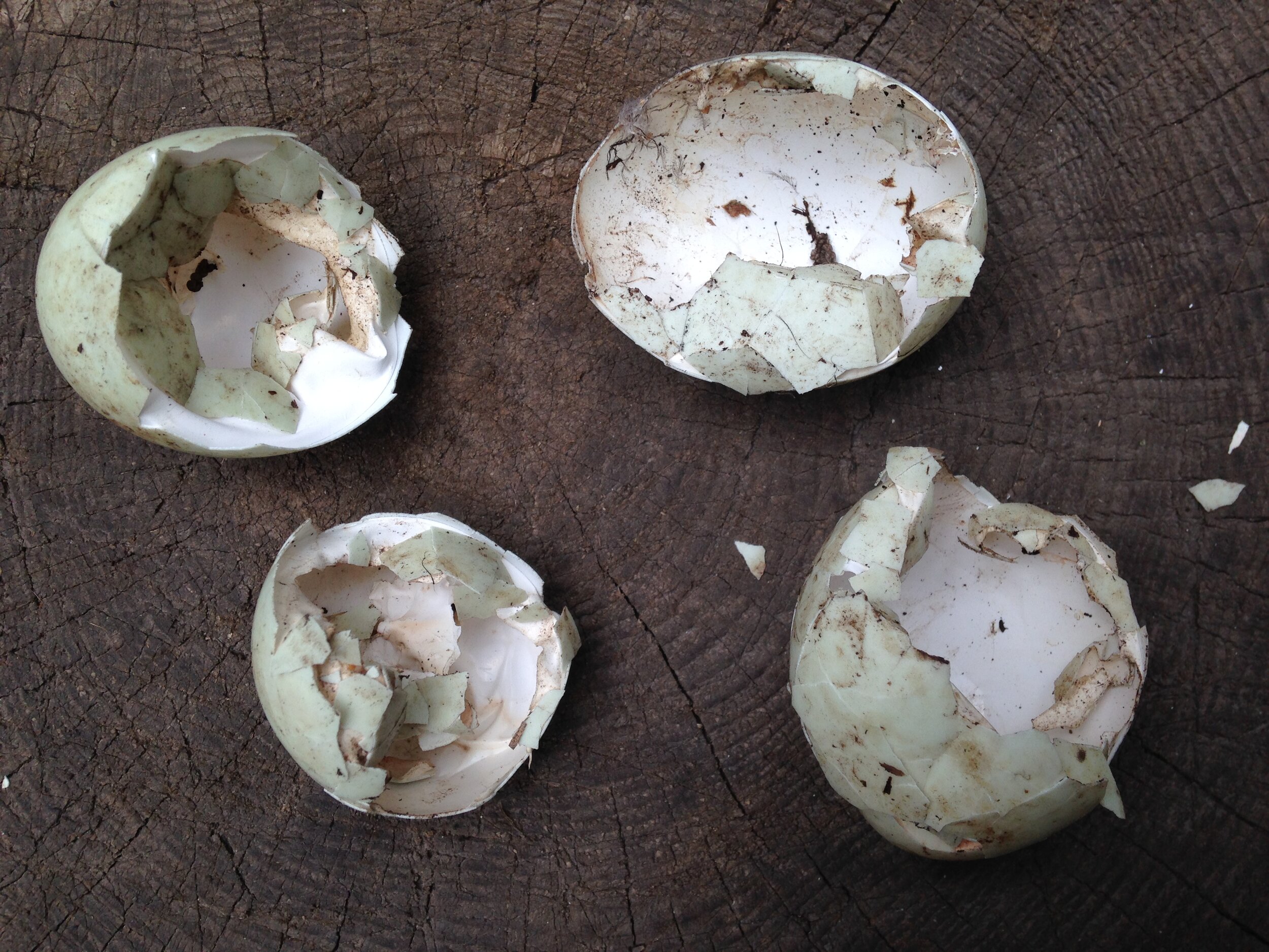 mallard nest at the school, possibly predated, 11.05.2021  (24).JPG