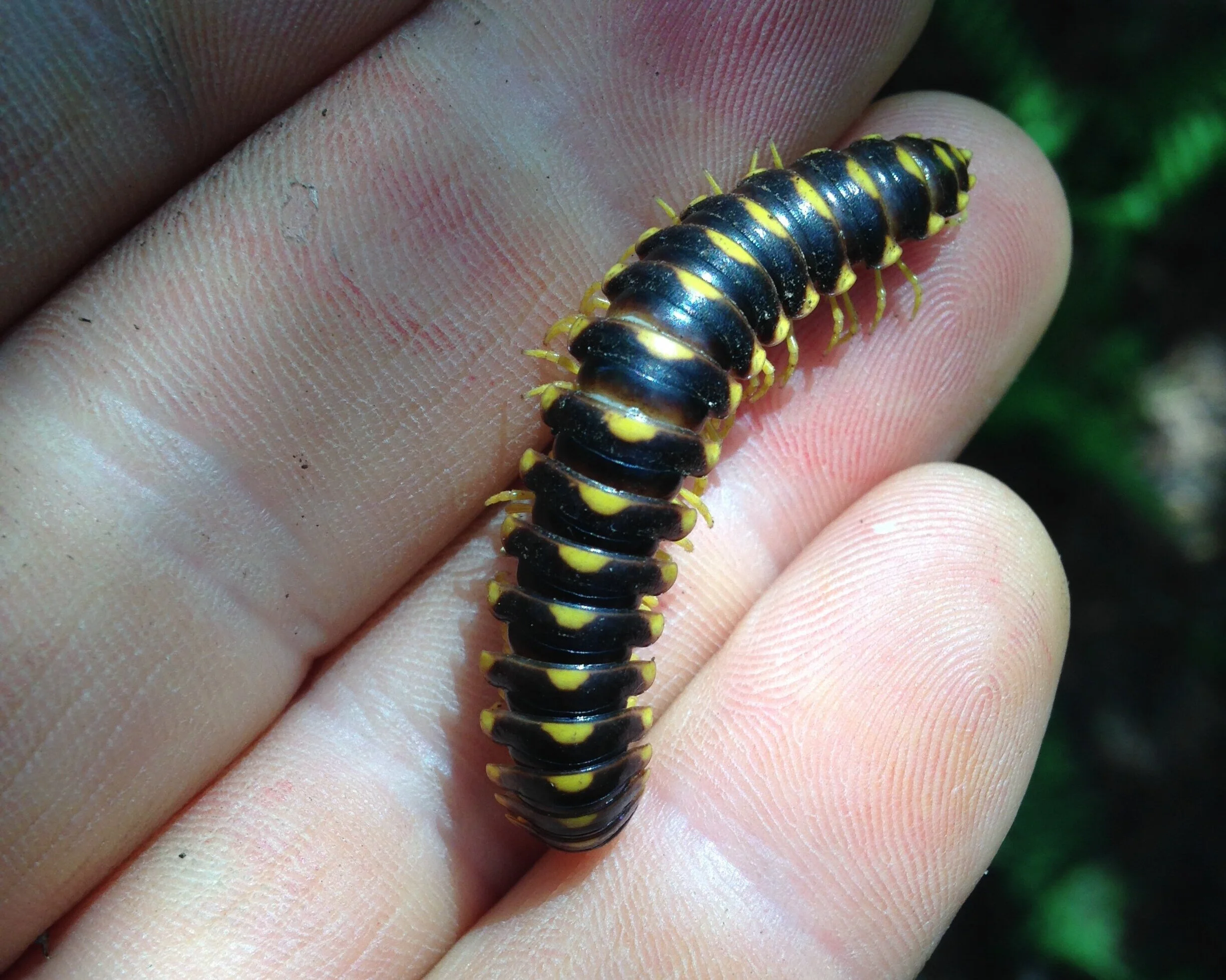 Parasitic Zombie Fungus Infecting Cyanide Secreting Milipedes — to know