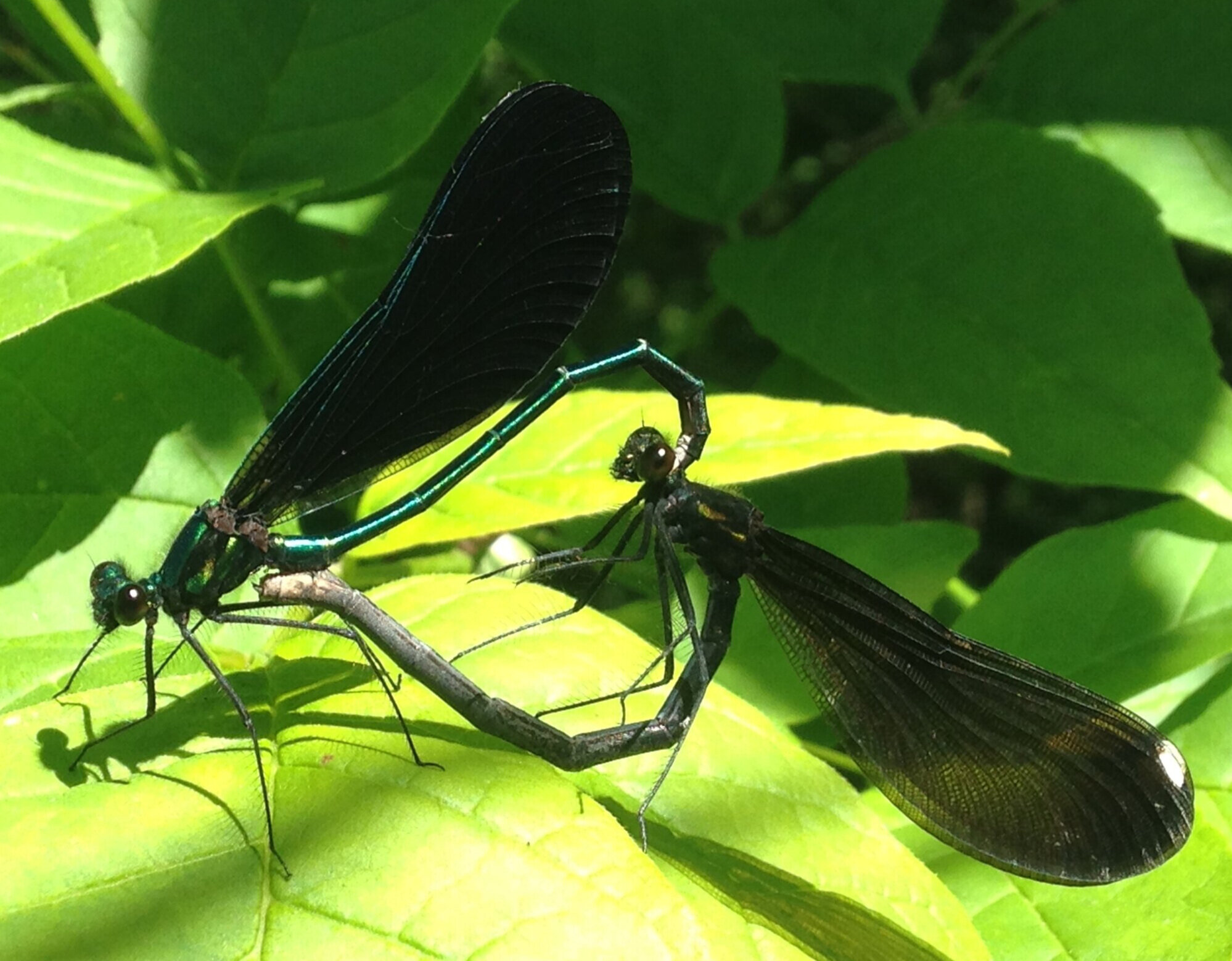 Ep. 163 : Ebony Jewelwings