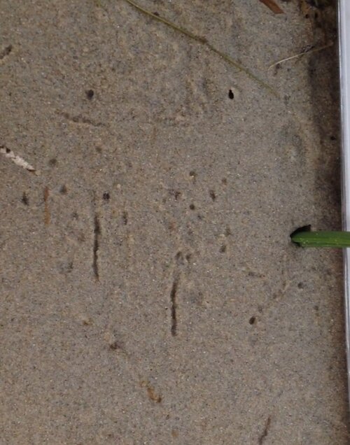 Still from video of Alexis Burnett explaining how to see the American Toad tracks in the sand.