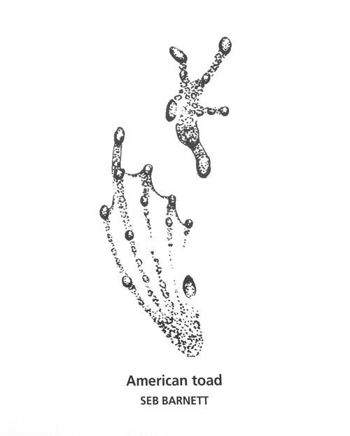American Toad track drawing by Seb Barnett from Tracks & Sign of Reptiles and Amphibians by Filip Tkczyk