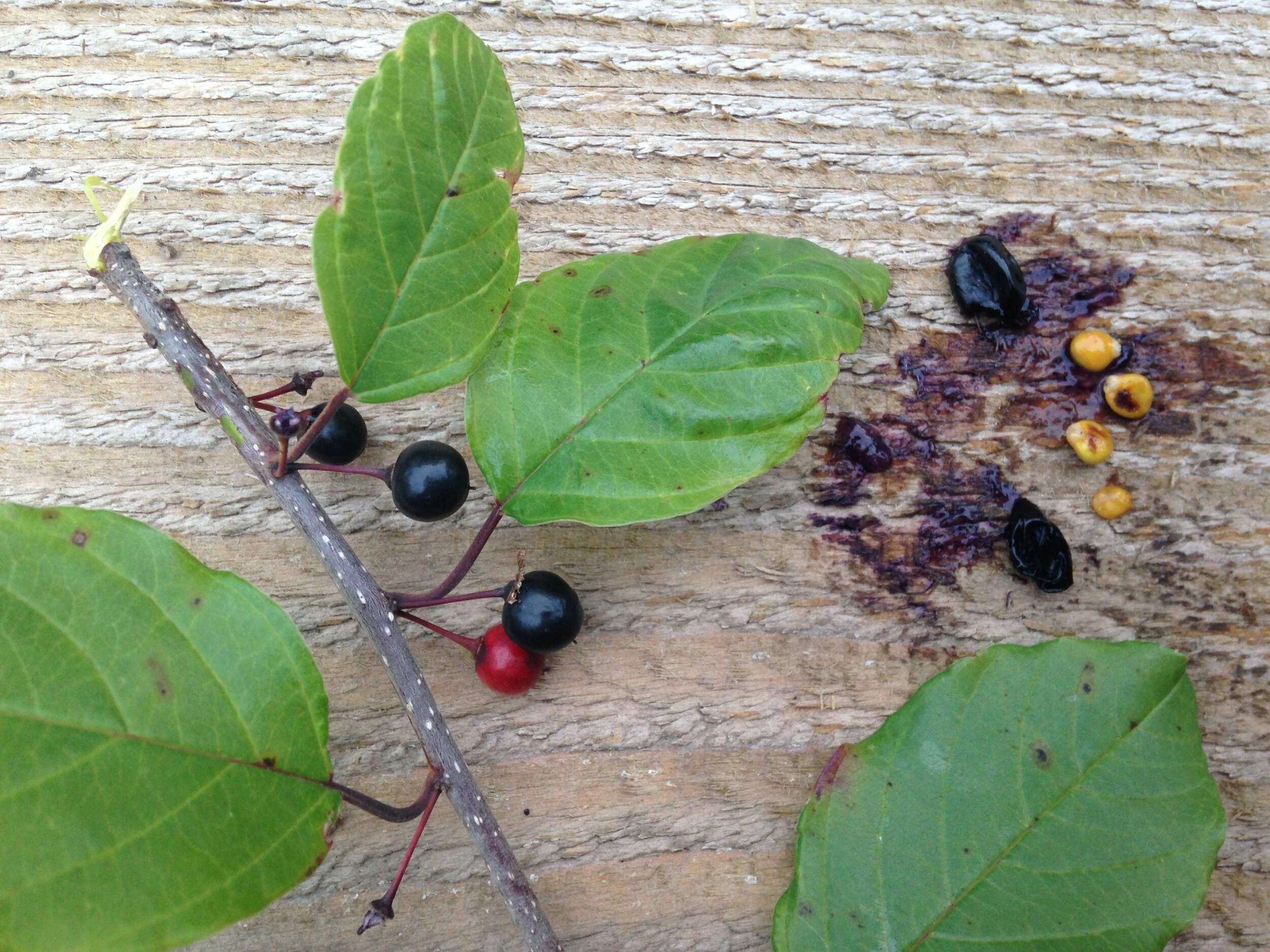 European Buckthorn, @ Ignatius, 22.07.2021  (11).JPG