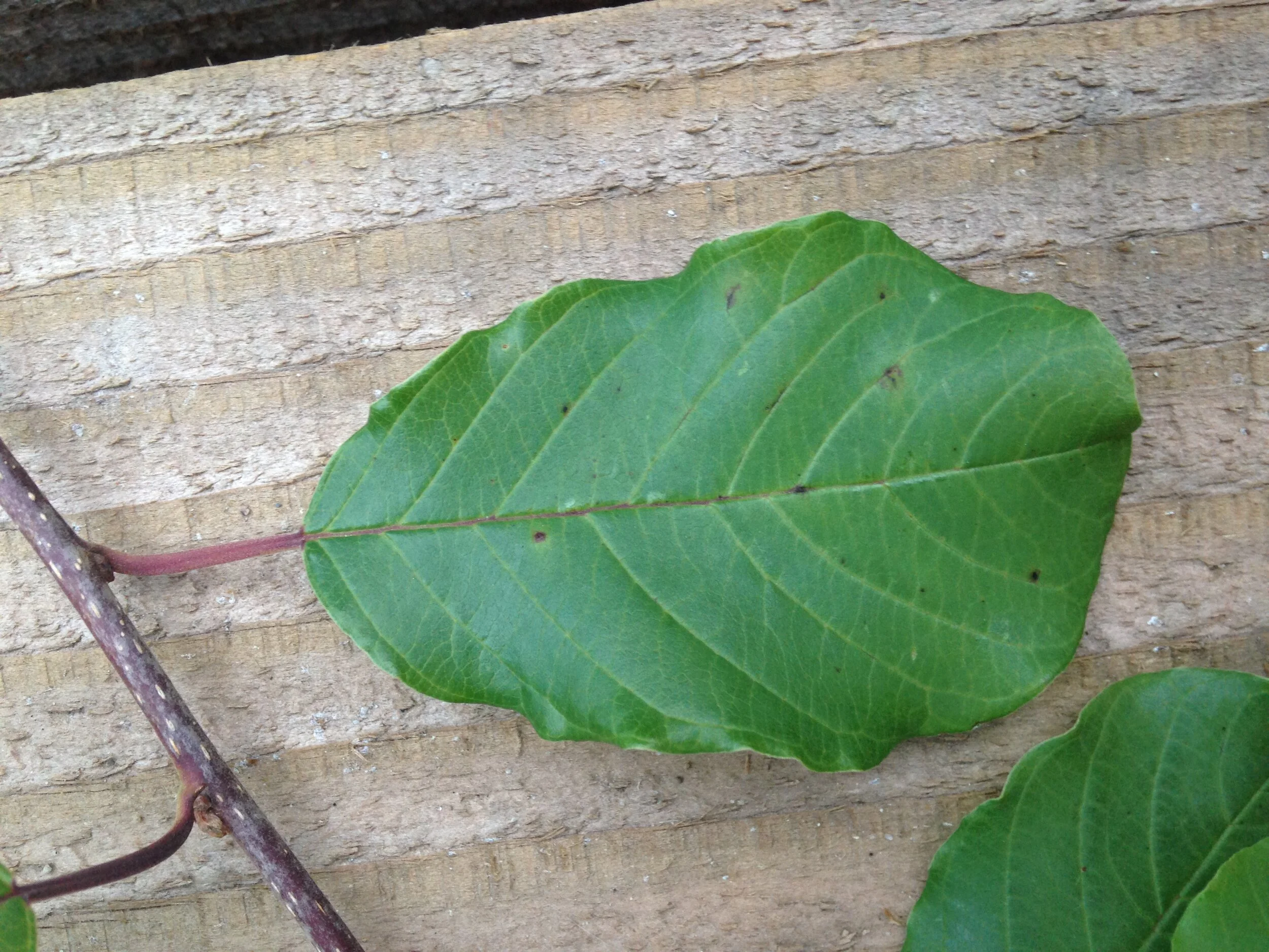 European Buckthorn, @ Ignatius, 22.07.2021  (15).JPG