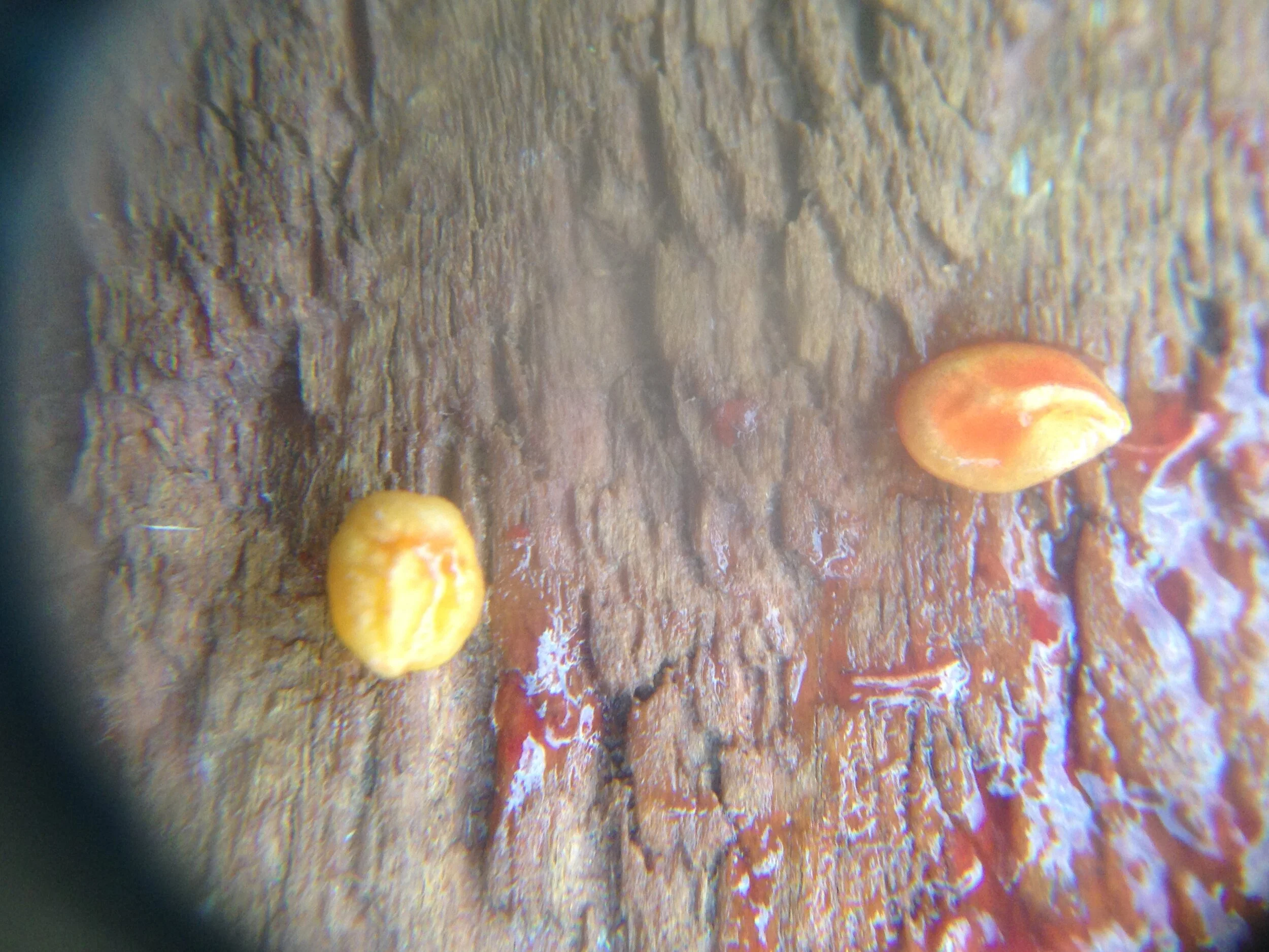 Tartarian Honeysuckle at Ignatius, 22.07.2021  (12).JPG