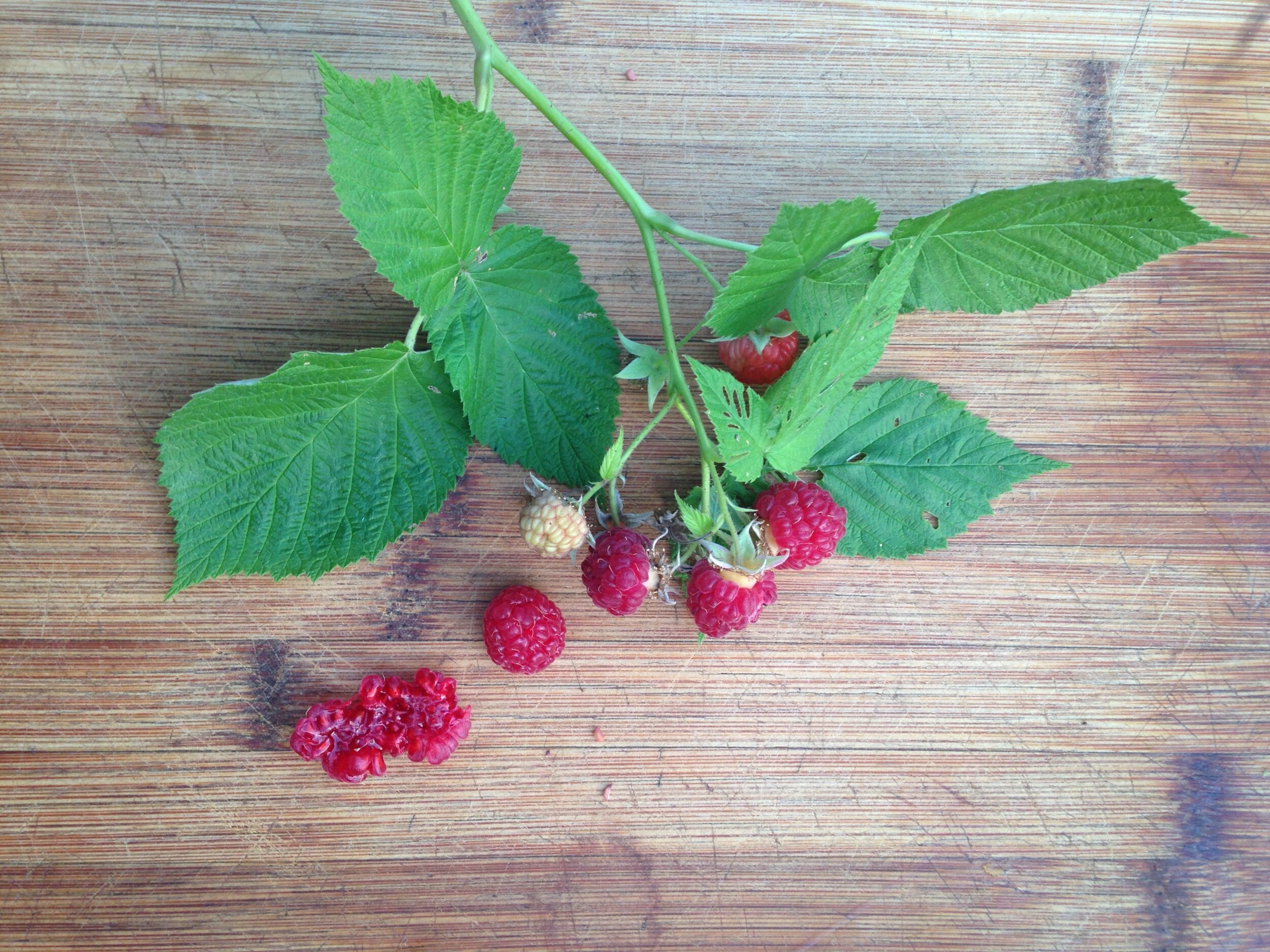 raspberry leaf, fruit and seed, 23.07.2021  (3).JPG