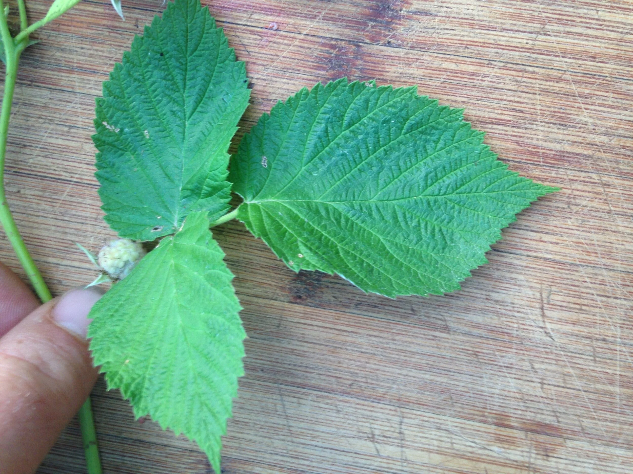 raspberry+leaf%2C+fruit+and+seed%2C+23.07.2021++%288%29.jpg