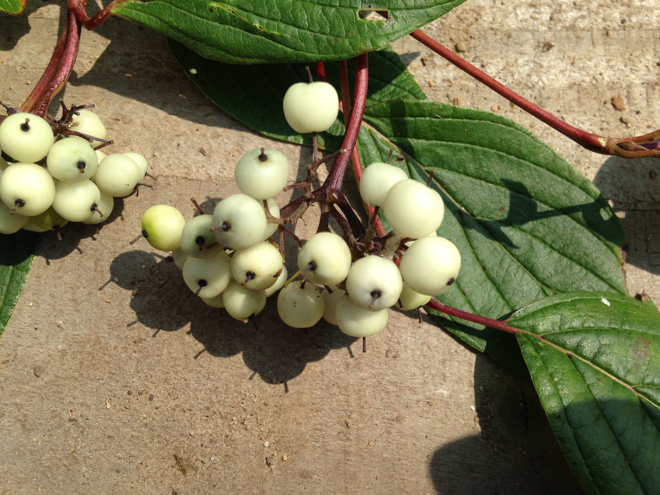 Red-osier Dogwood at Ignatius, 31.07.2021  (10).JPG