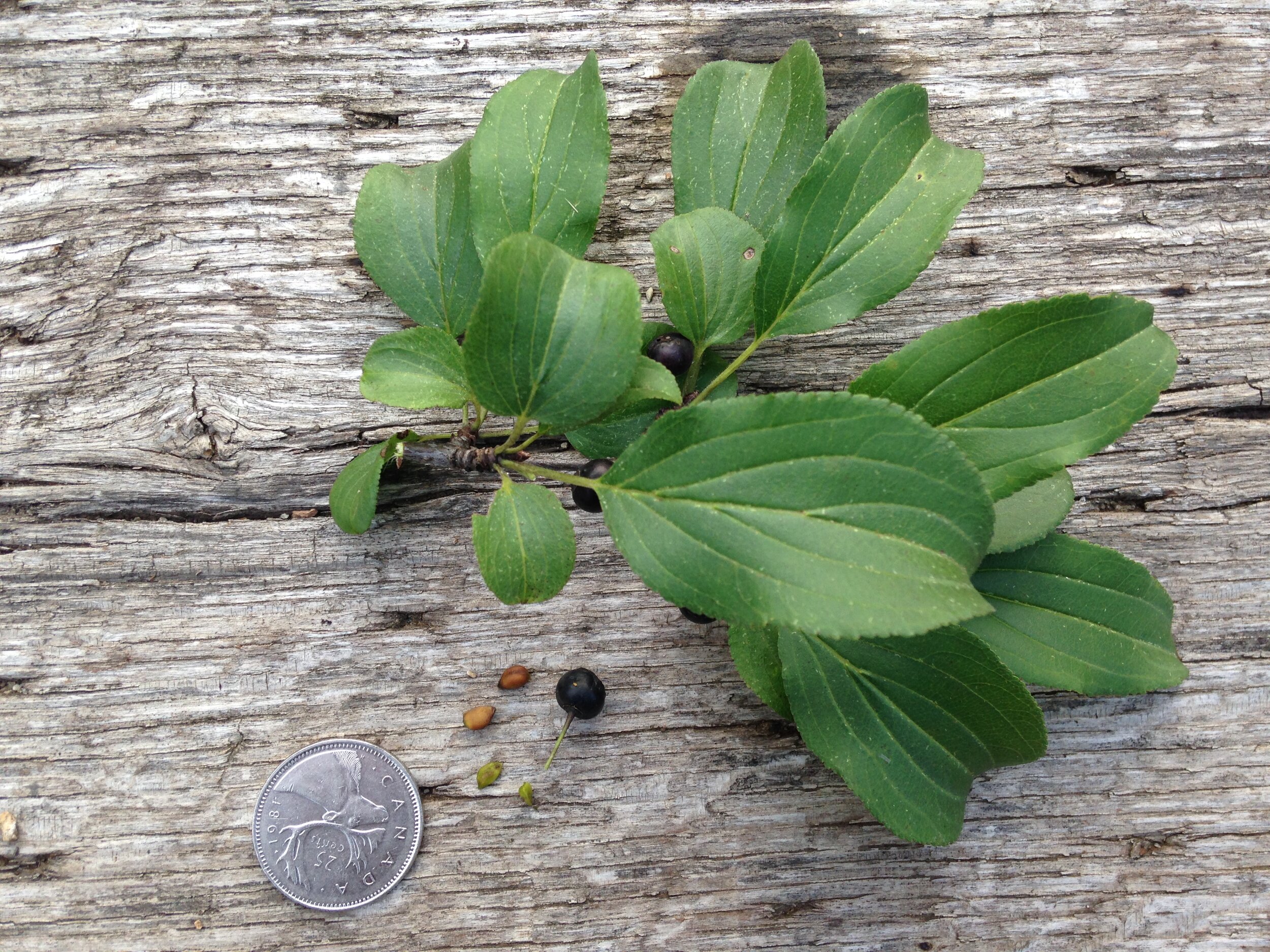 common buckthorn leaf fruit seed, eramosa river trail, 07.08.2021  (1).JPG