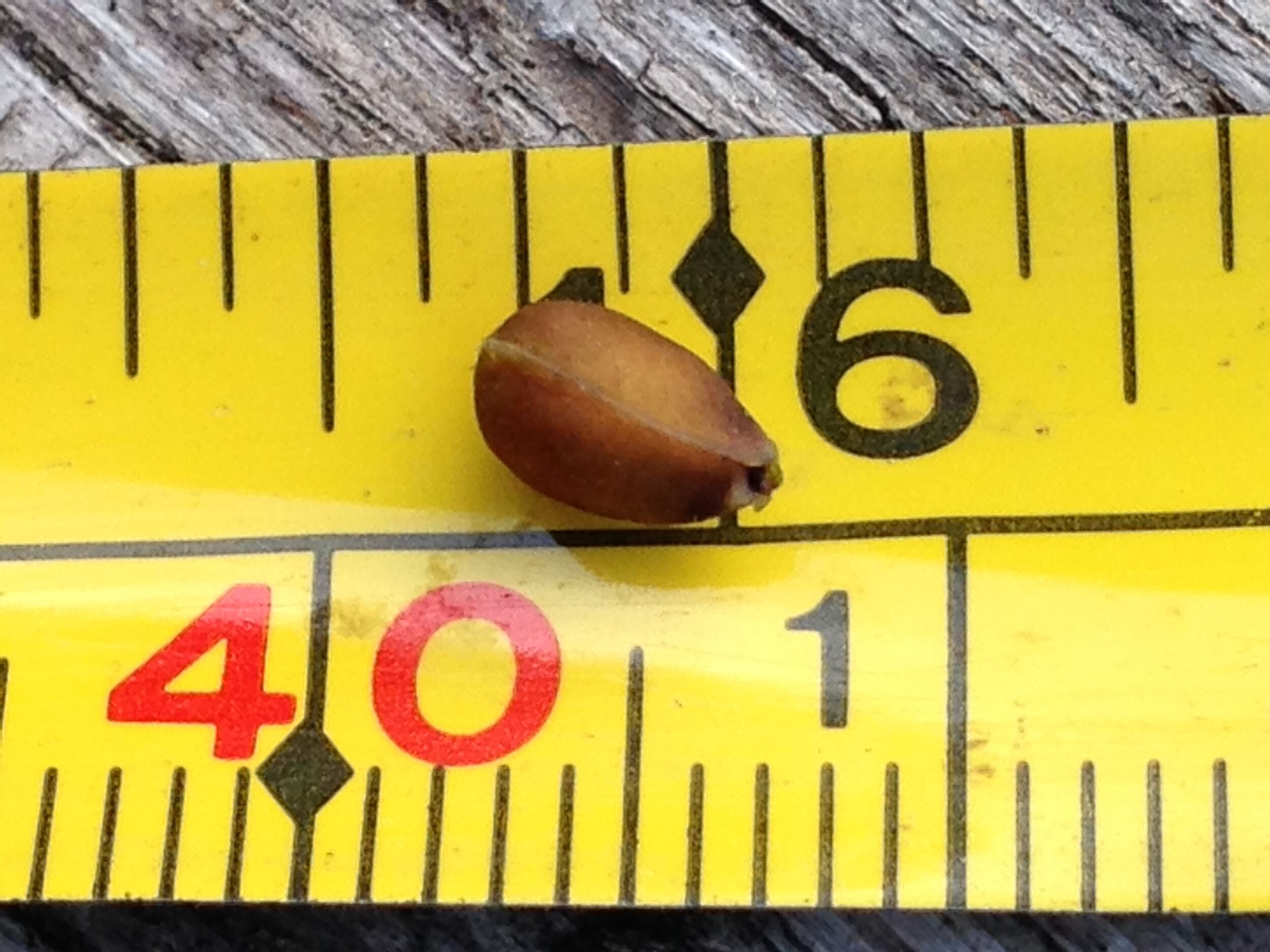 common buckthorn leaf fruit seed, eramosa river trail, 07.08.2021  (4).JPG