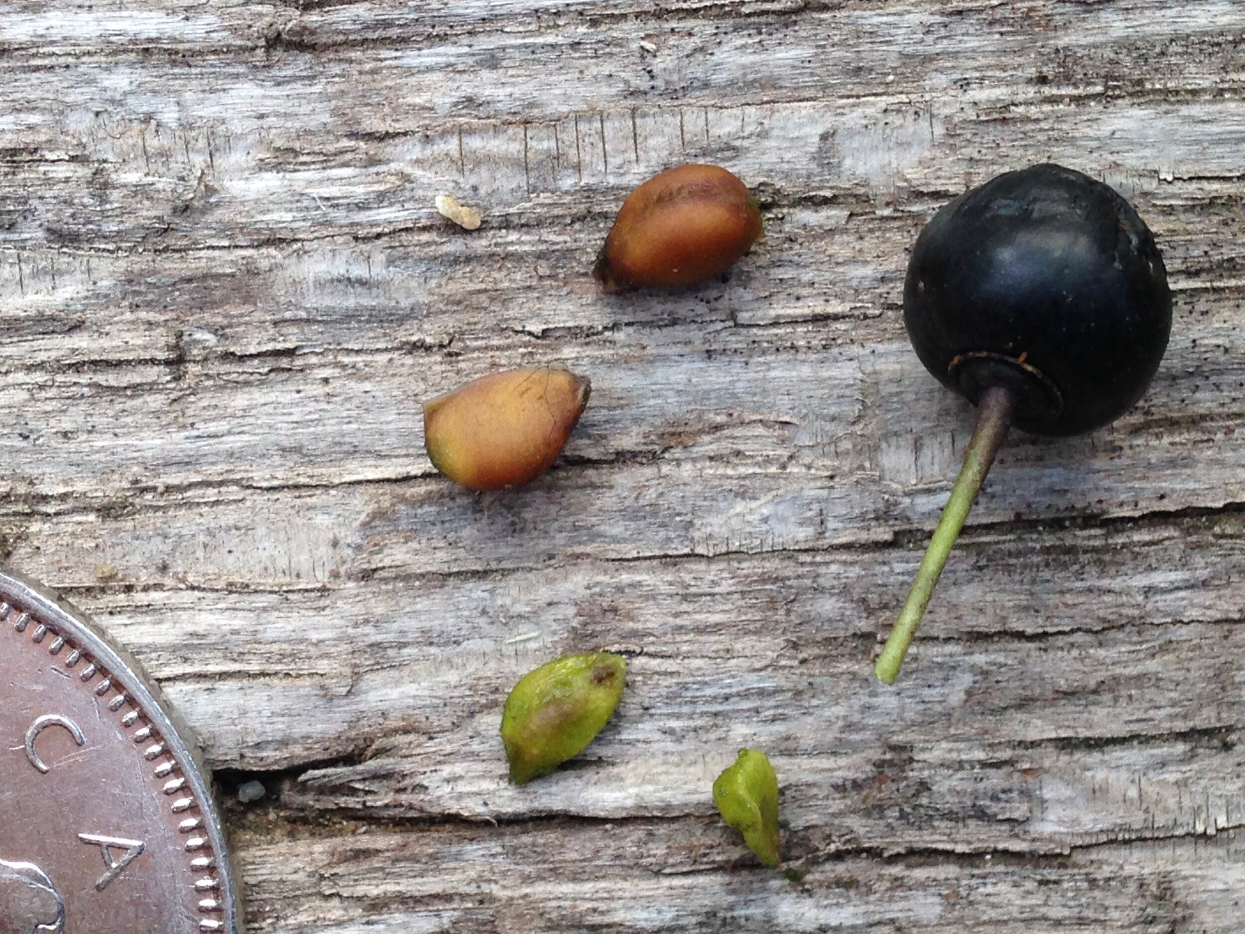 common buckthorn leaf fruit seed, eramosa river trail, 07.08.2021  (3).JPG