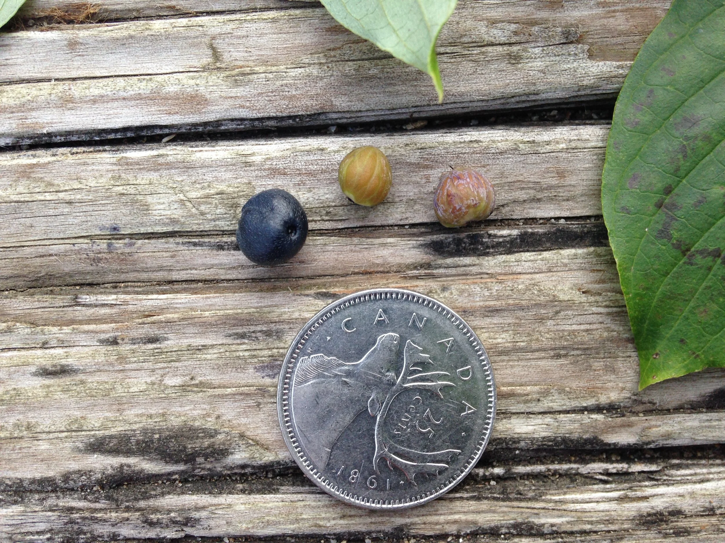 pagoda dogwood, leaf fruit seed @ eramosa river trail, 07.08.2021  (4).JPG