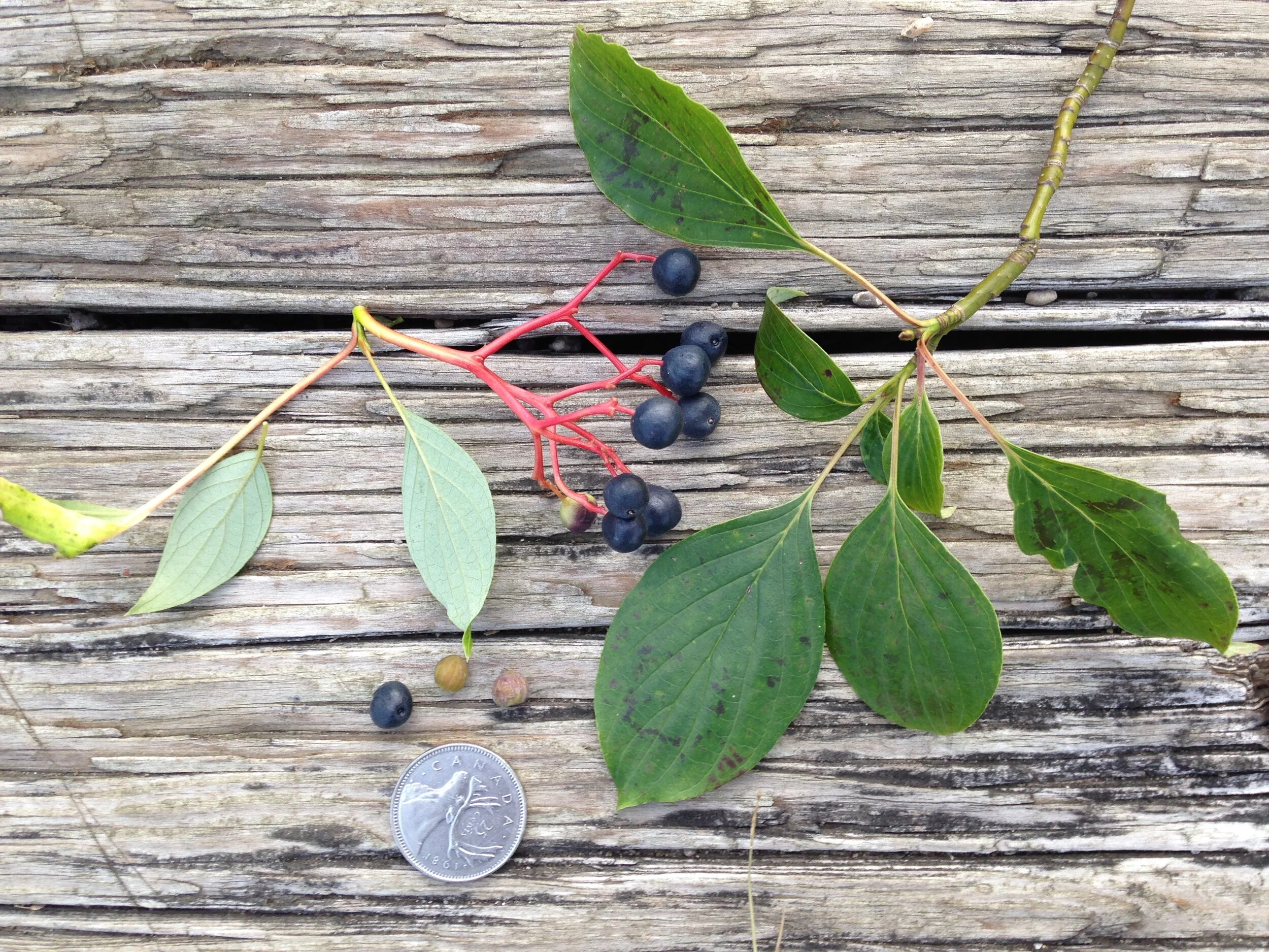 pagoda dogwood, leaf fruit seed @ eramosa river trail, 07.08.2021  (2).JPG