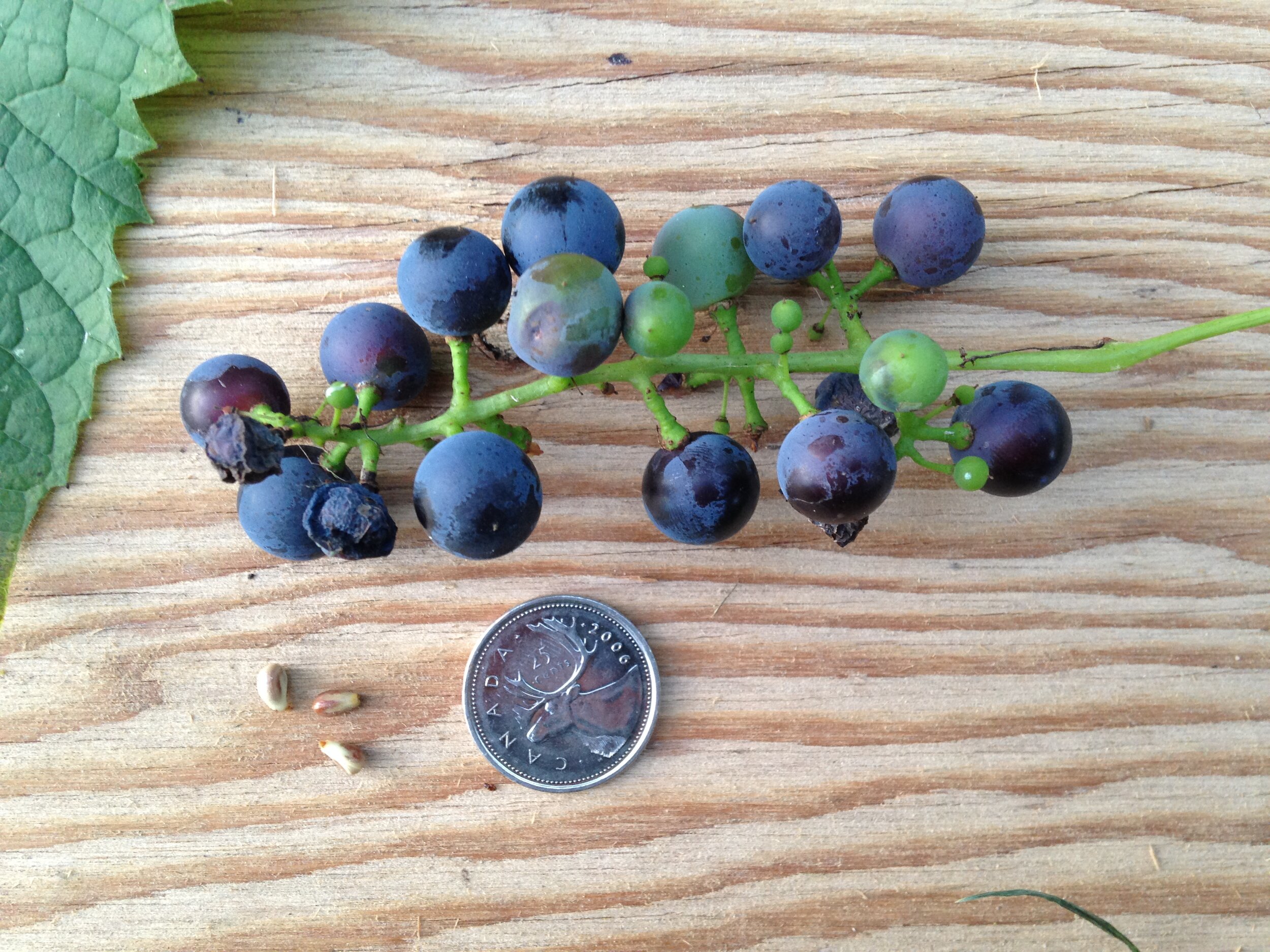 grape from out front of Bobbi and Alexis's place, 14.08.2021  (6).JPG