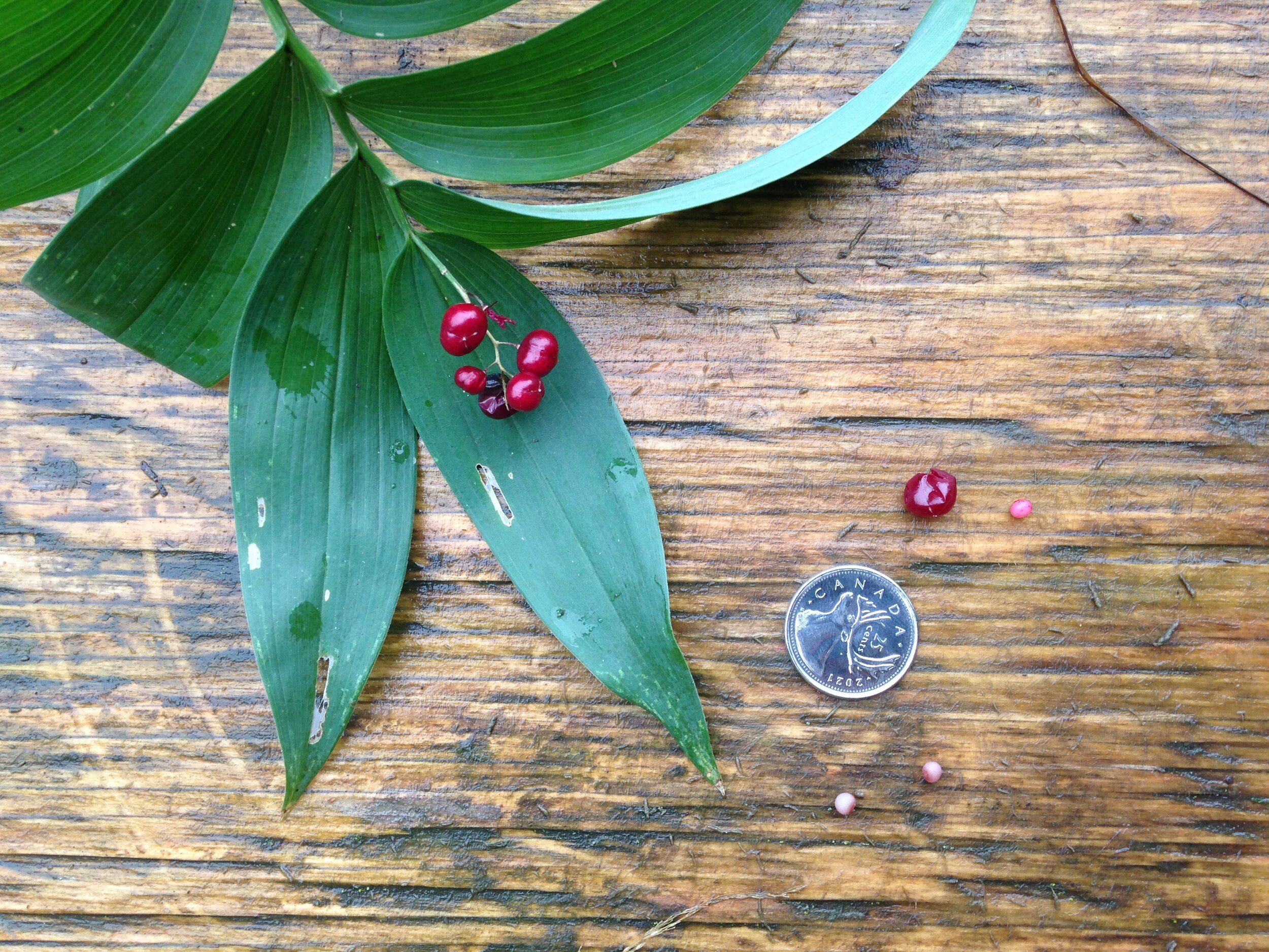 starry false solomon seal from Norm Jary park, 12.08.2021 (5).JPG