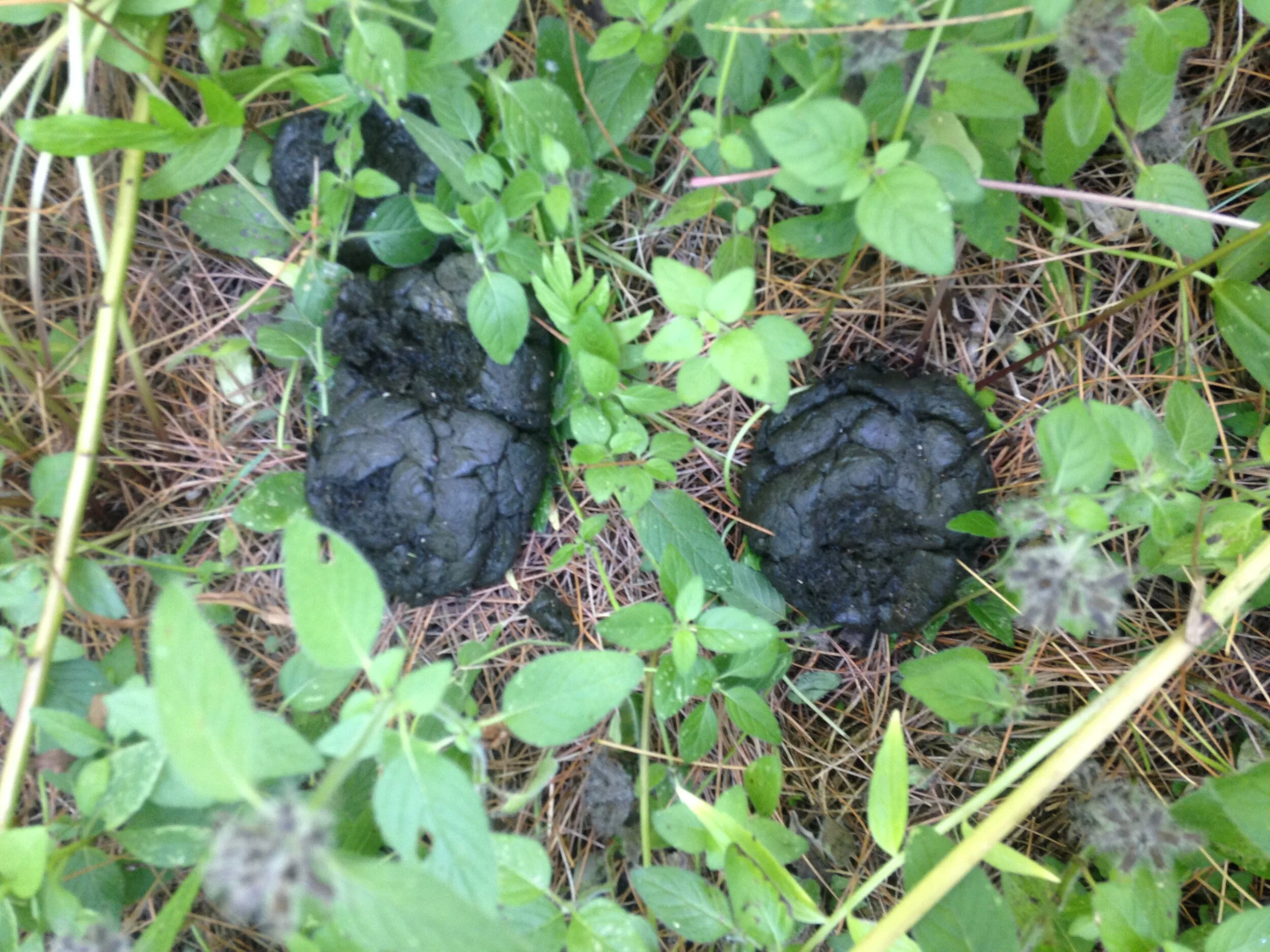  Fresh Deer scat on Madeleine’s trail 