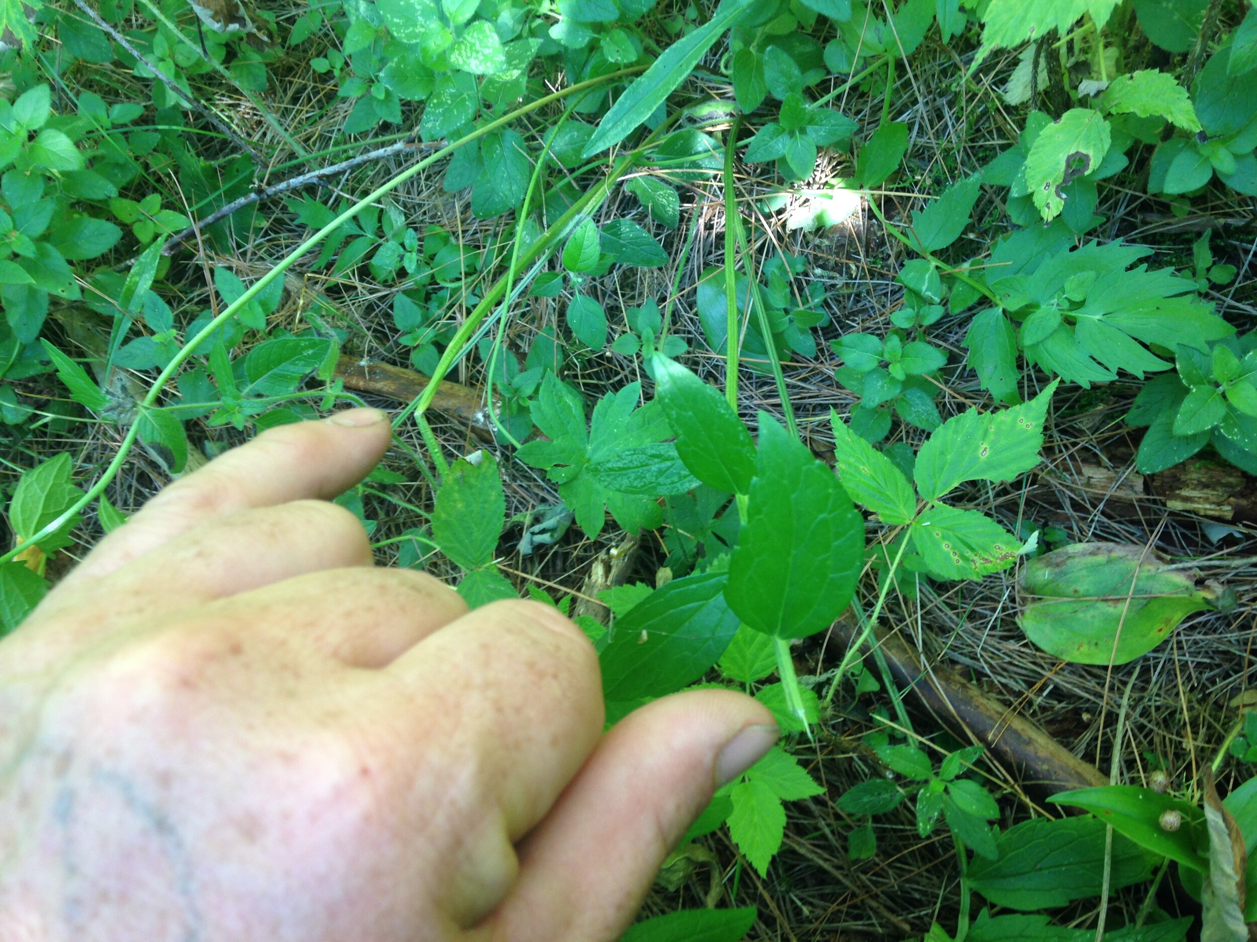  Deer browse and bent stem along Deer trail pointed to with my fingers 