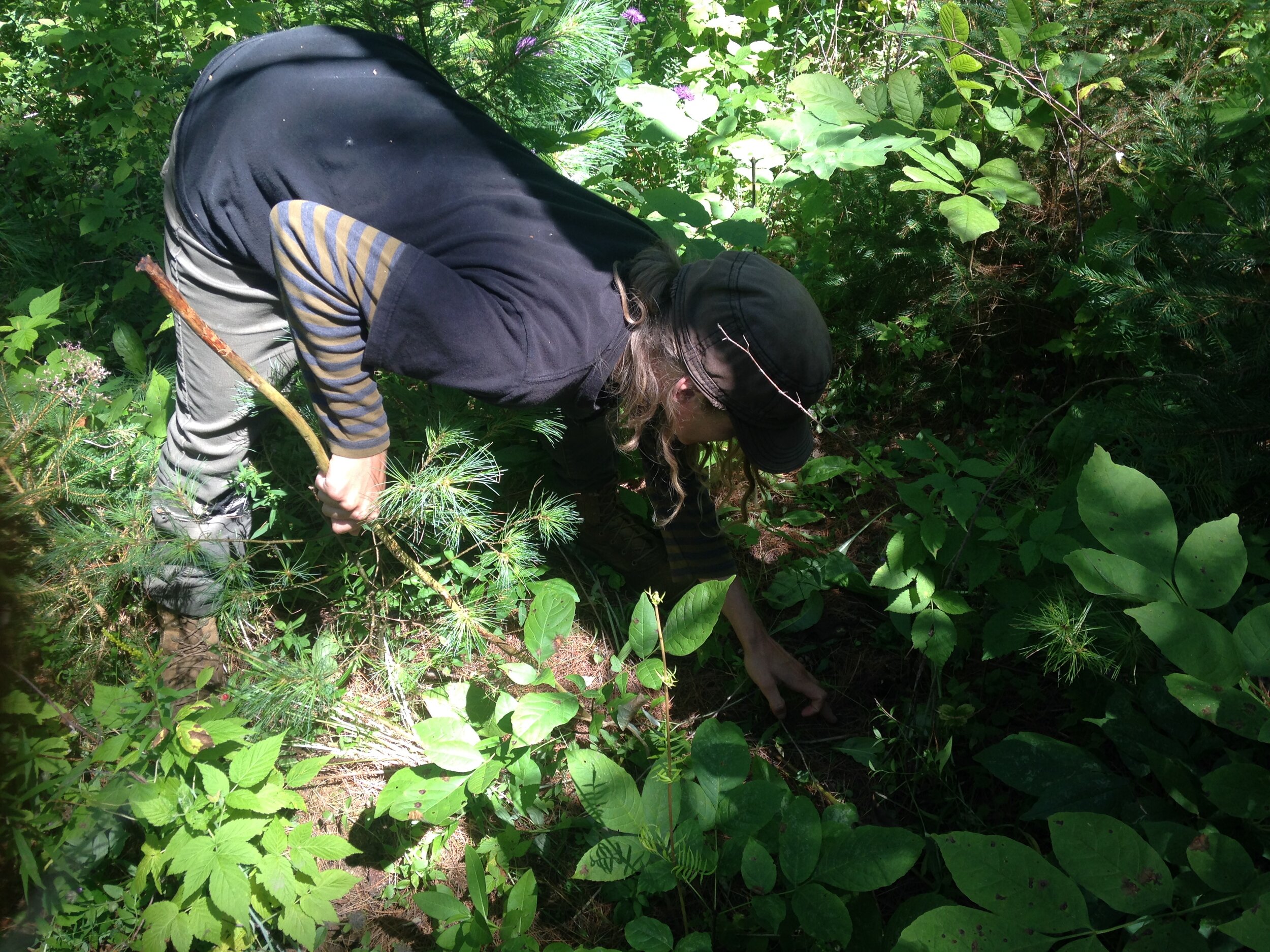  Madeleine bent over looking and feeling for tracks amidst the debris on the floor of a White Pine ( Pinus strobus ) plantation/forest. 