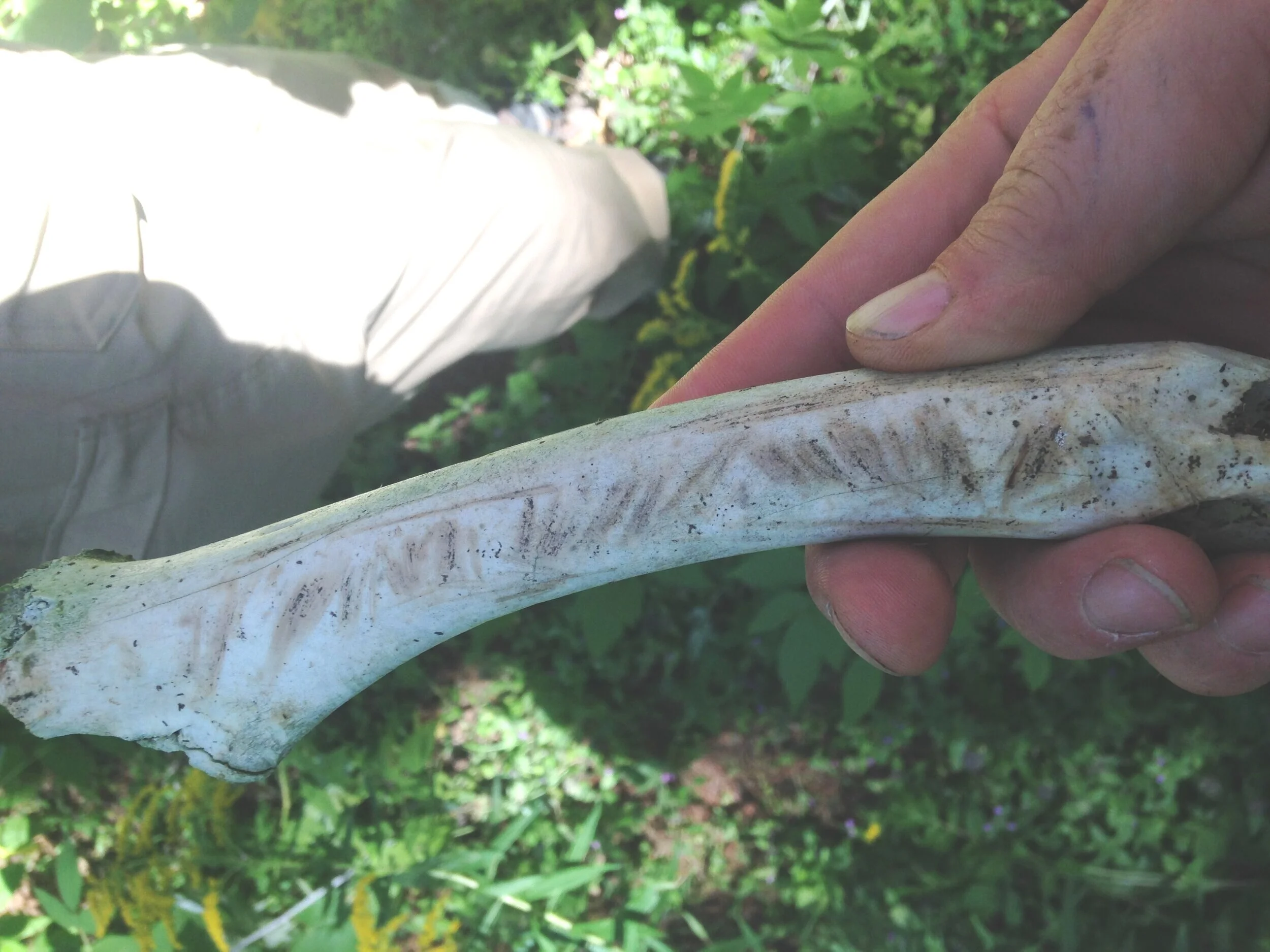  Squirrel chews 